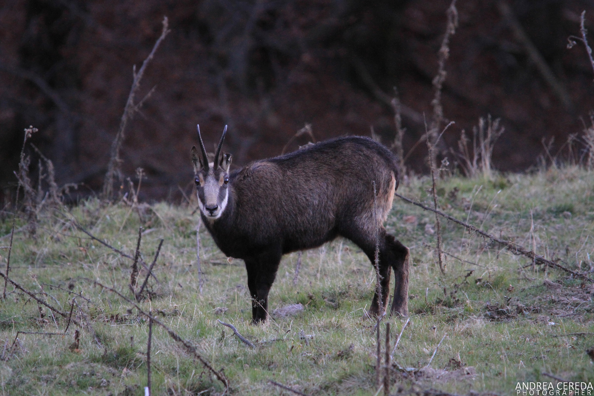 Rupicapra rupicapra - Camoscio
