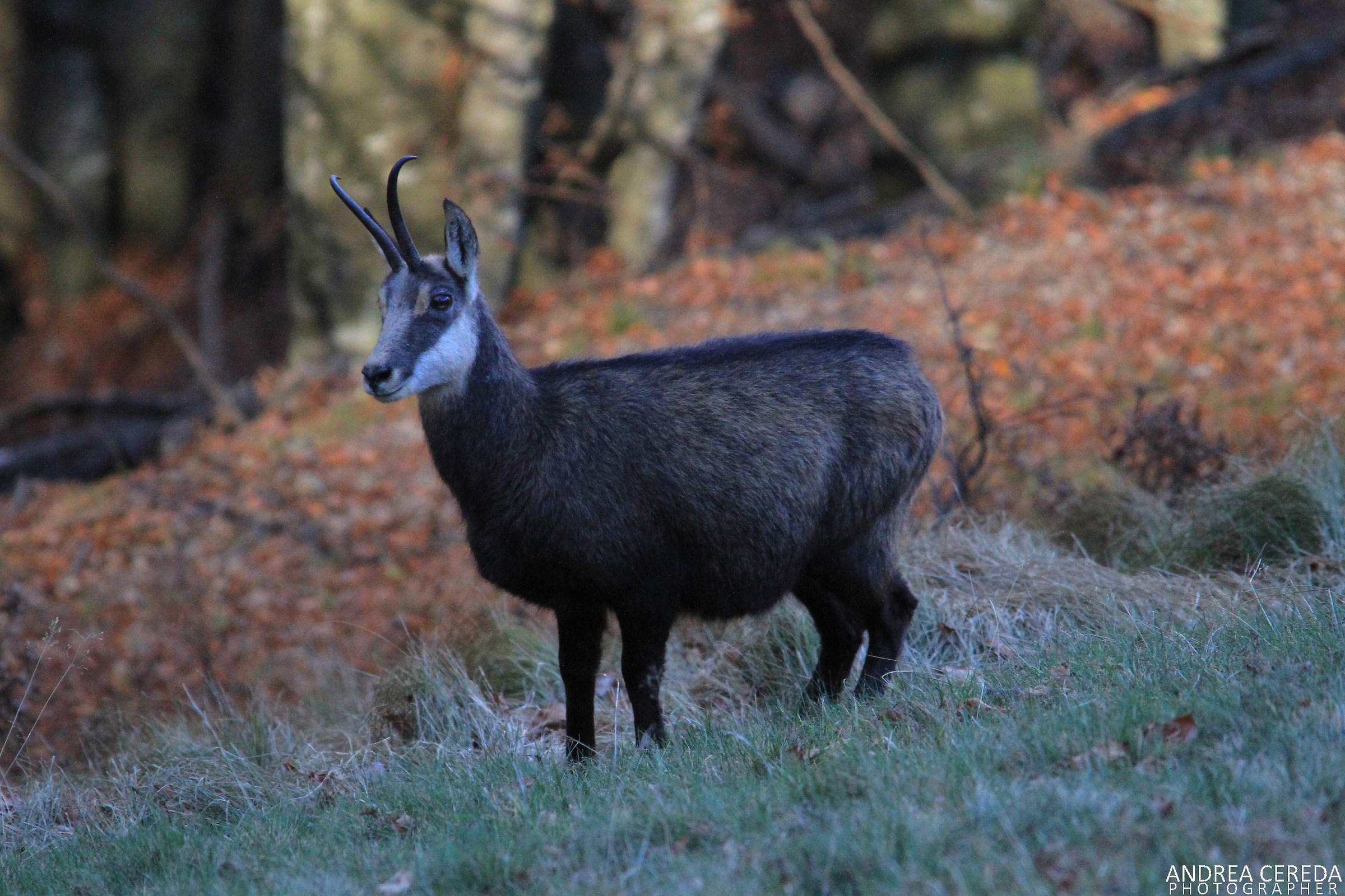 Rupicapra rupicapra - Camoscio