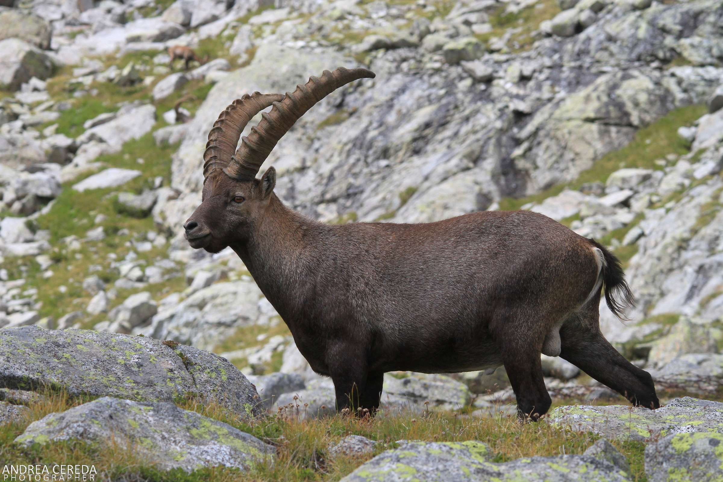 Capra ibex - Stambecco delle Alpi