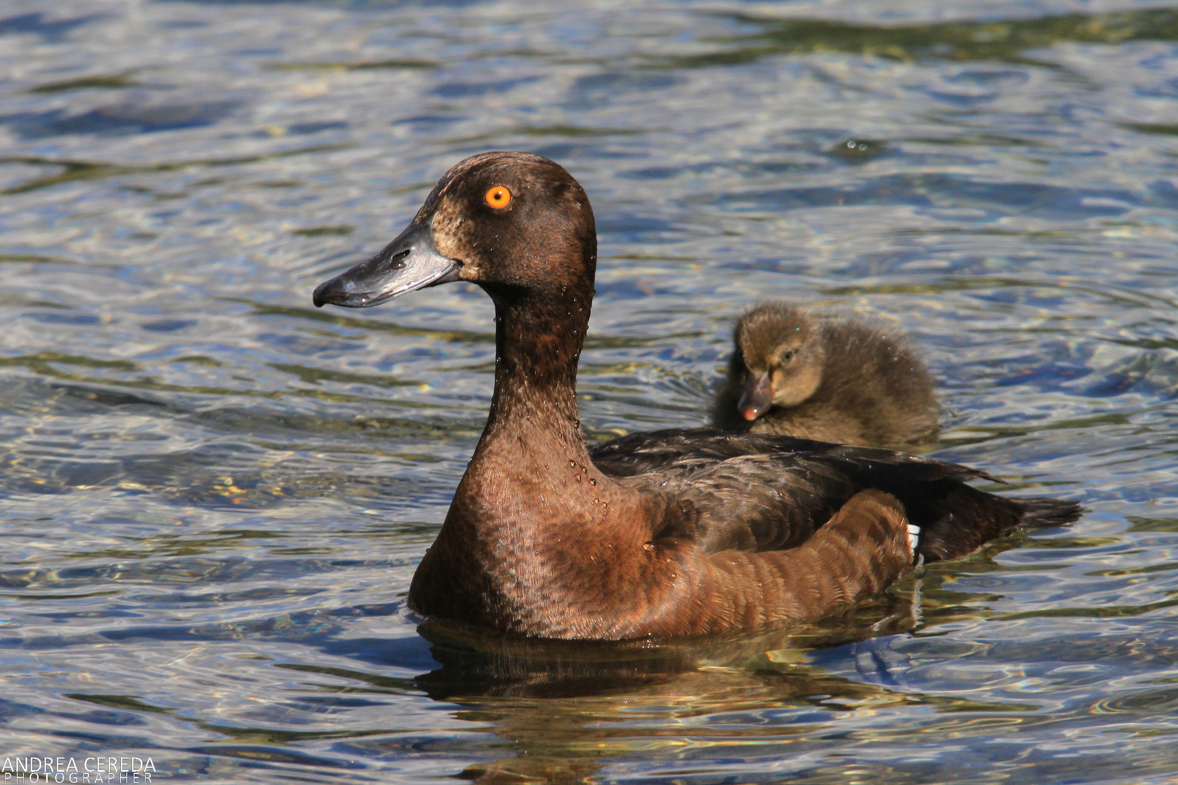 Aythya fuligula - Moretta femmina