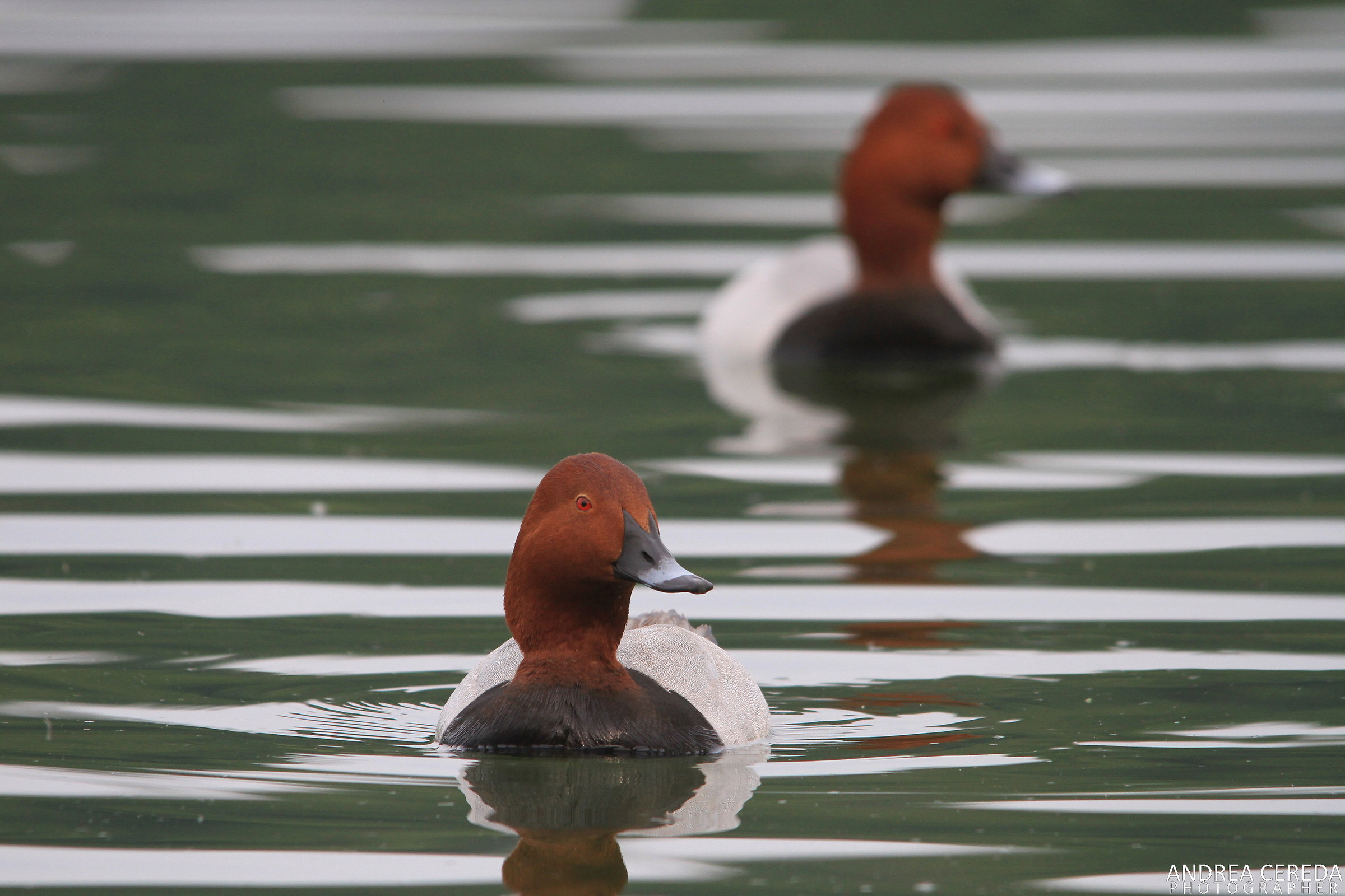 Aythya ferina - Moriglione maschio