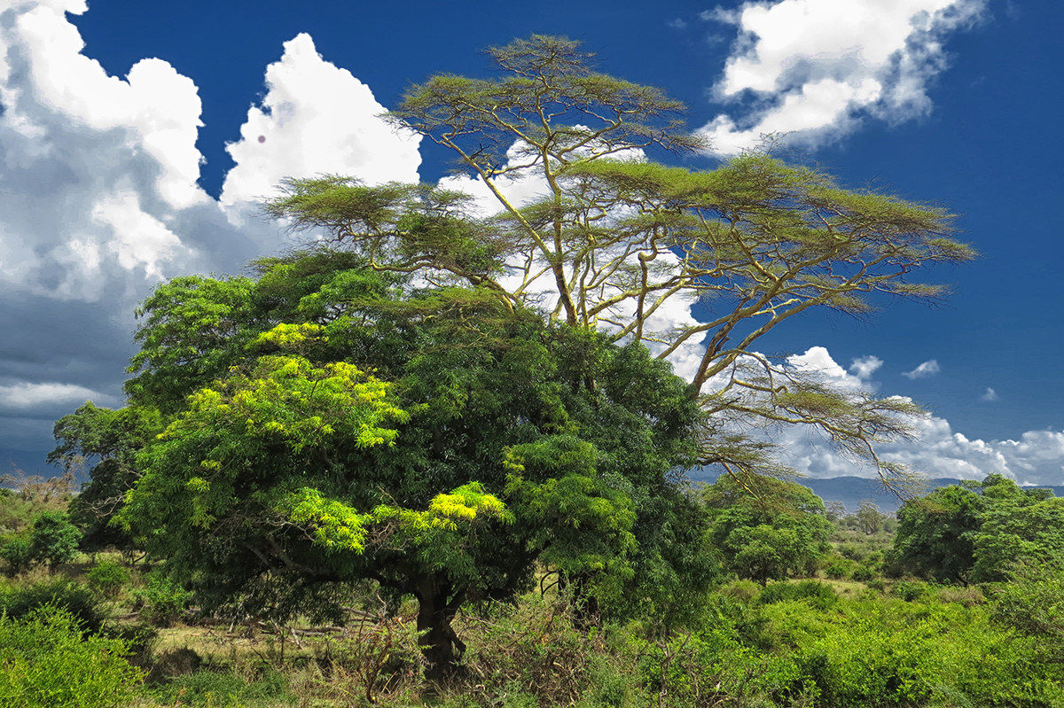 cratere Ngorongoro Tanzania