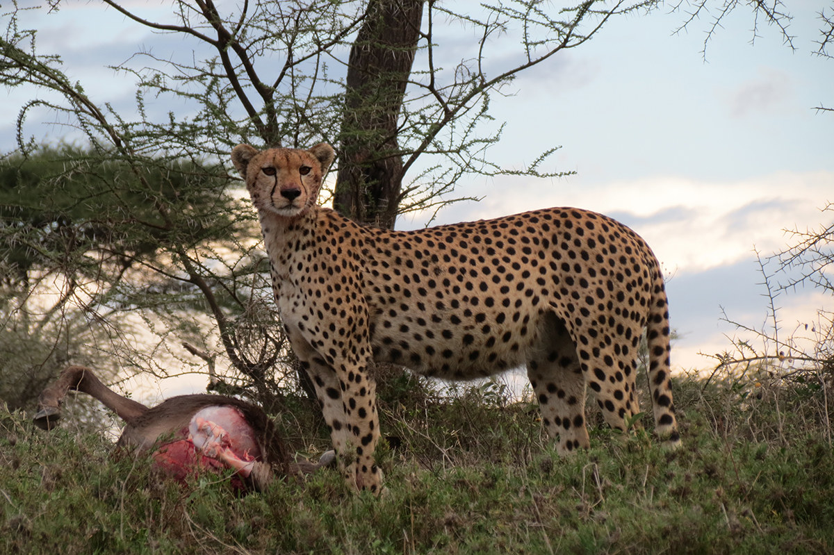 Leopardo ..relax dopo la caccia
