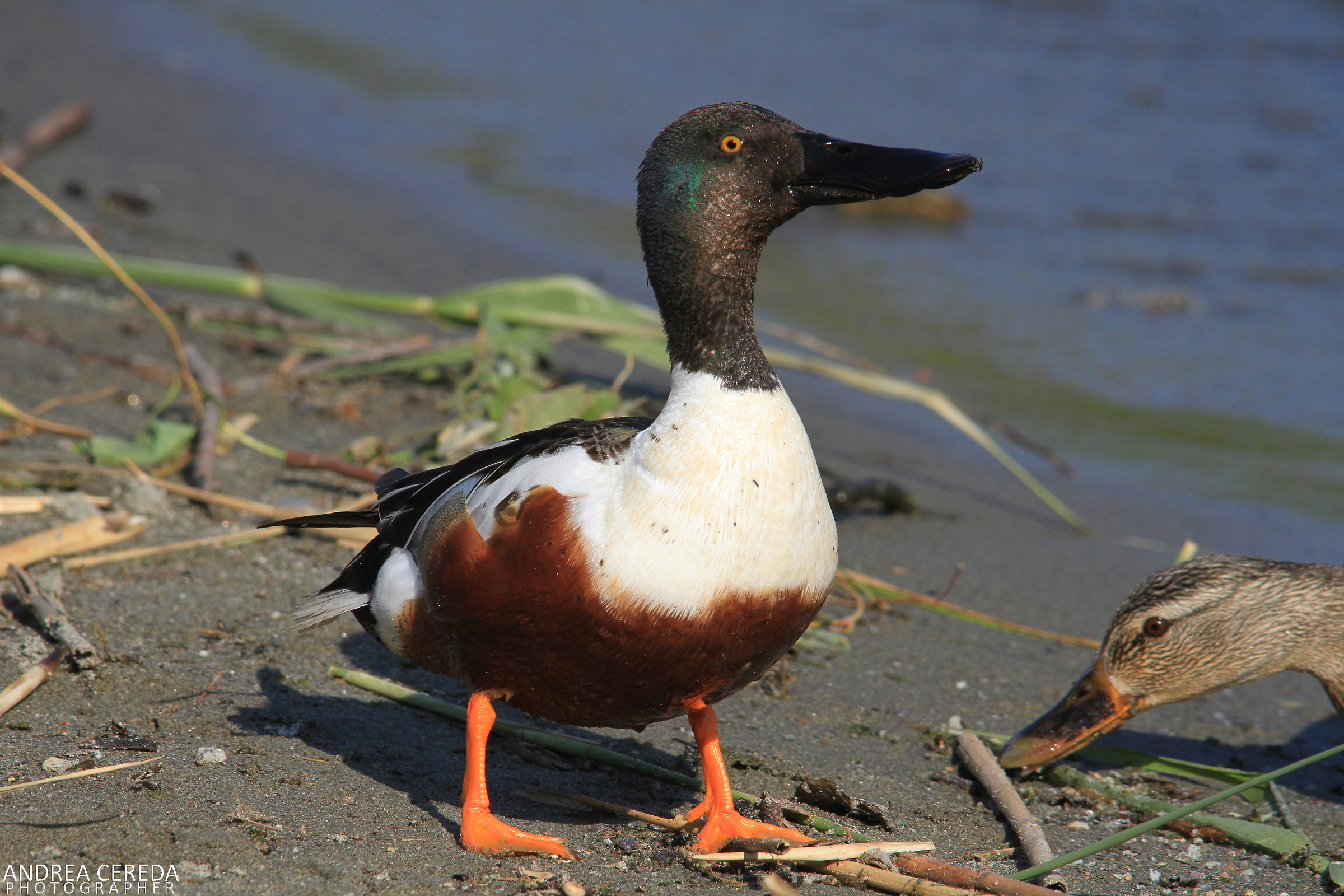 Anas clypeata - Mestolone maschio