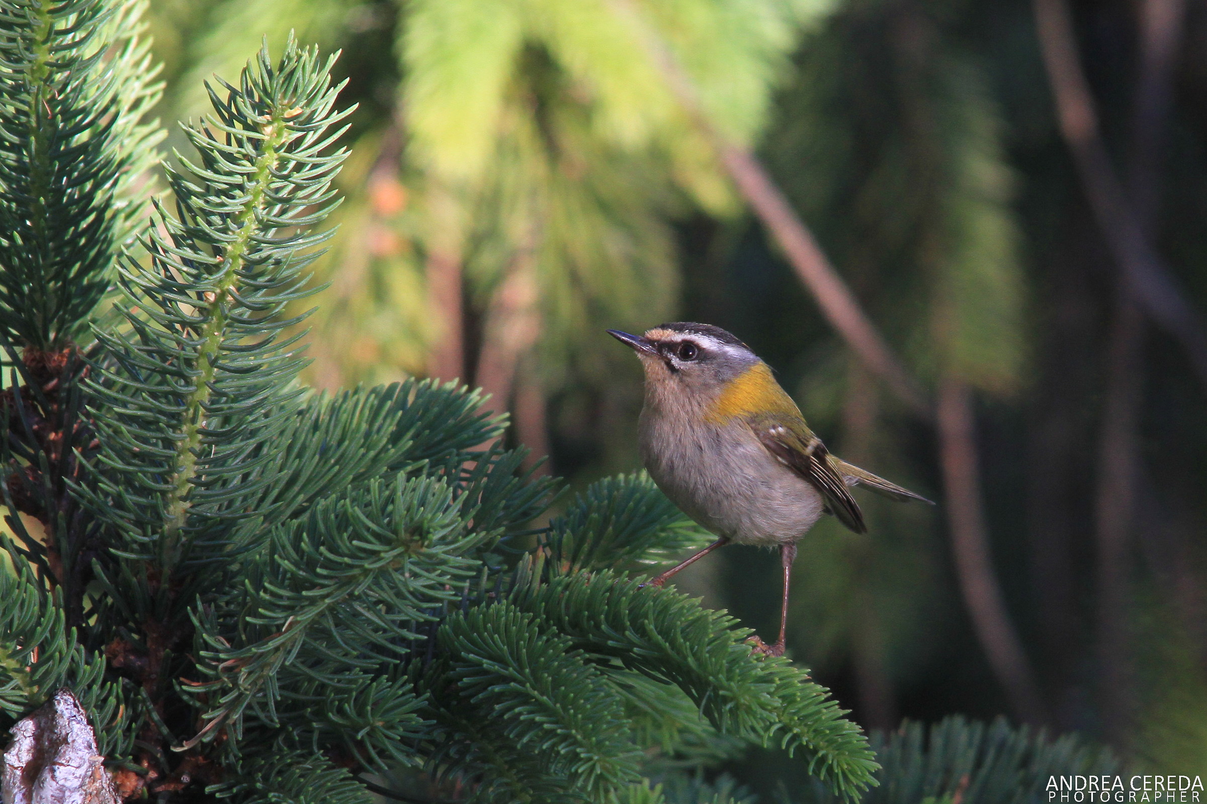 Regulus ignicapilla - Fiorrancino