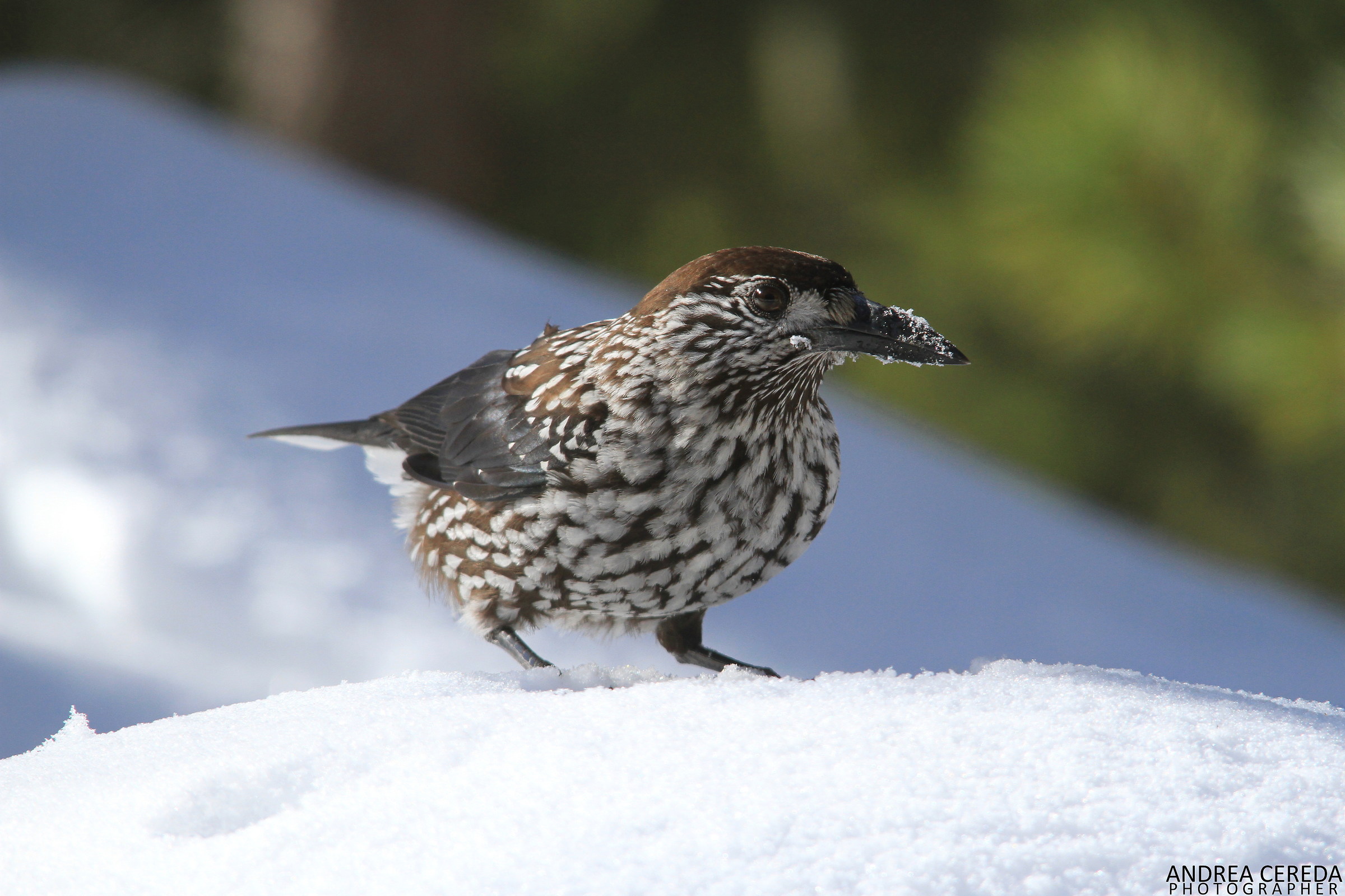 Nucifraga caryocatactes - Nocciolaia