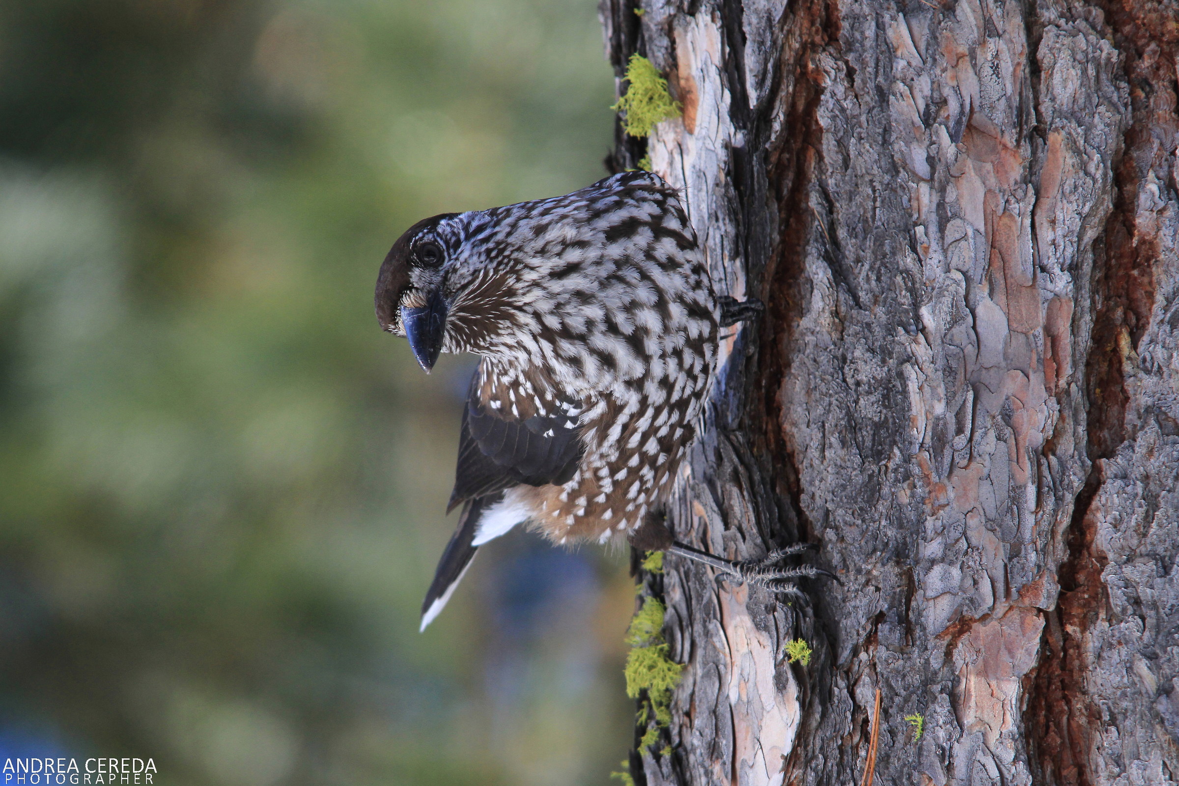 Nucifraga caryocatactes - Nocciolaia