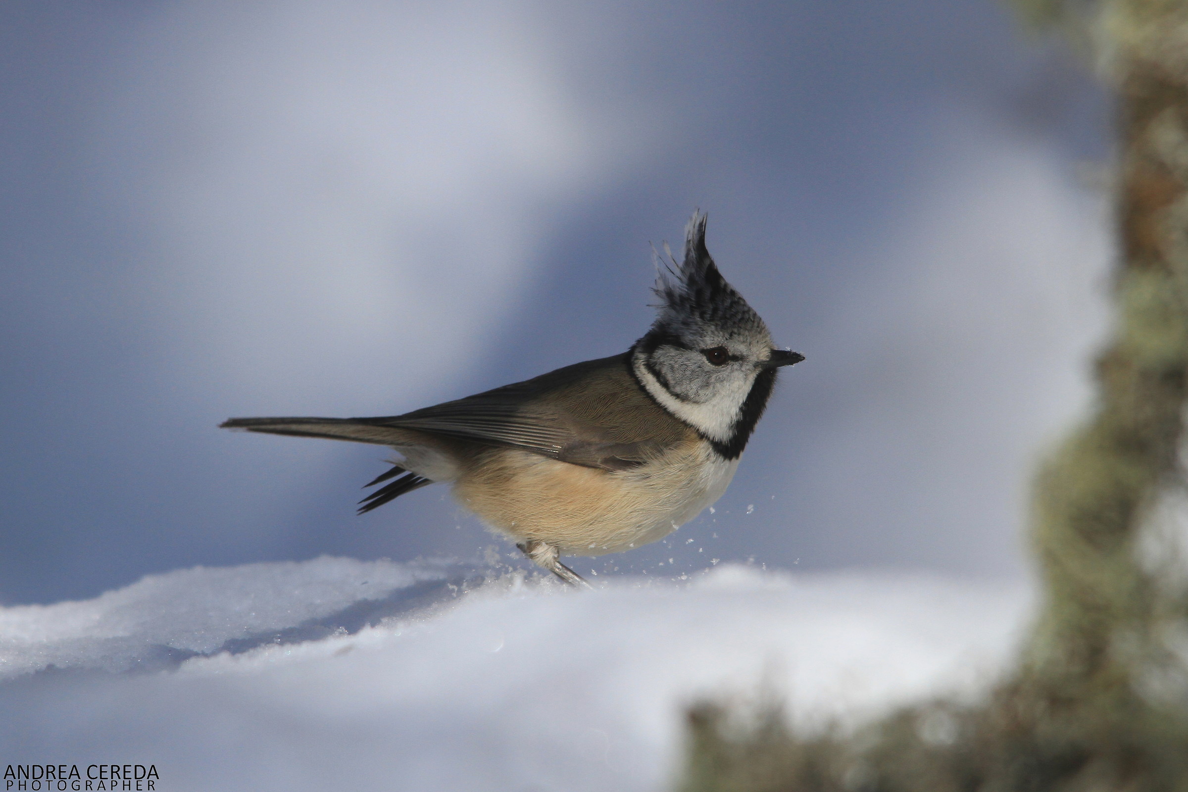 Lophophanes cristatus - Cincia dal ciuffo