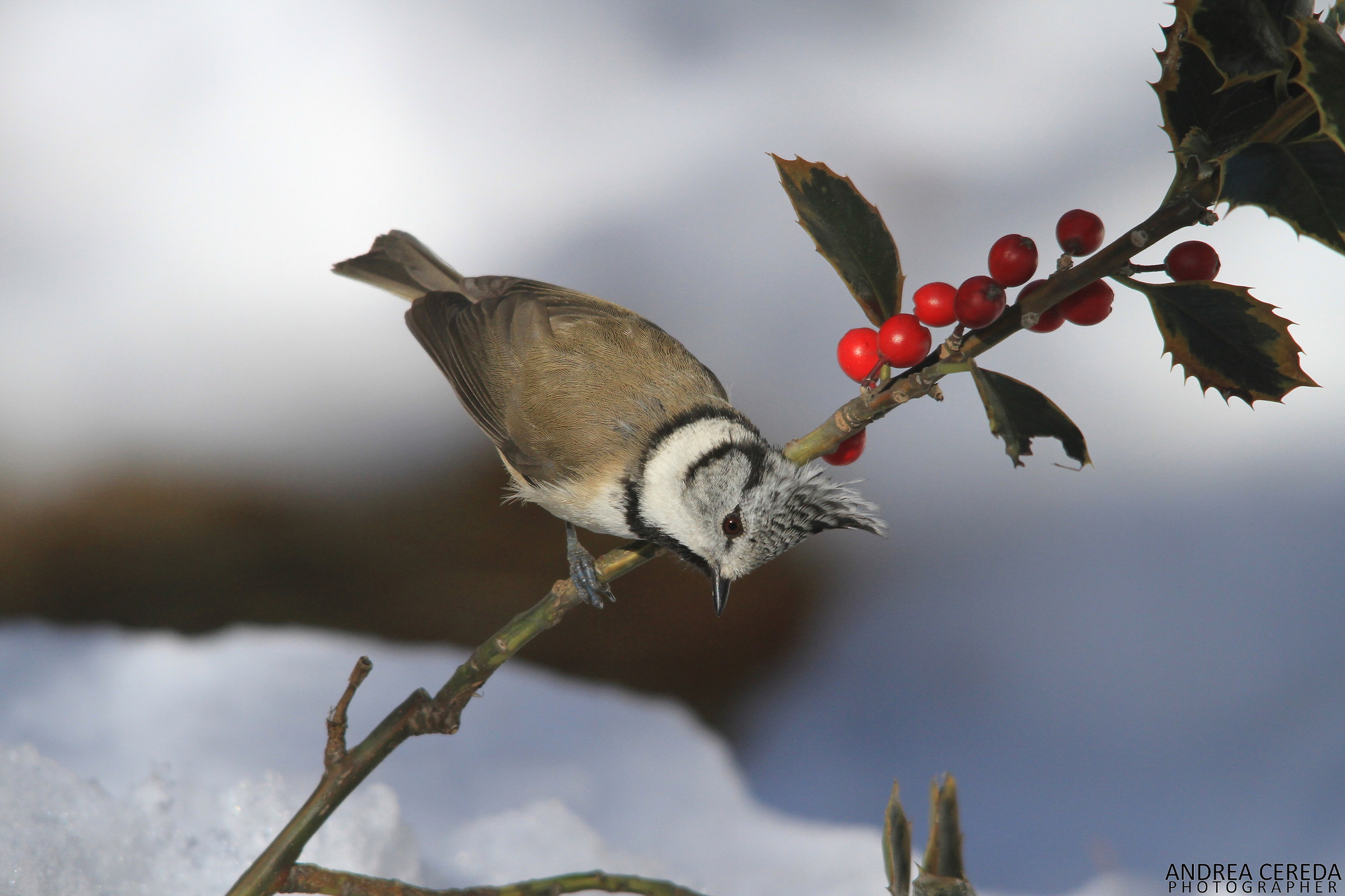 Lophophanes cristatus - Cincia dal ciuffo