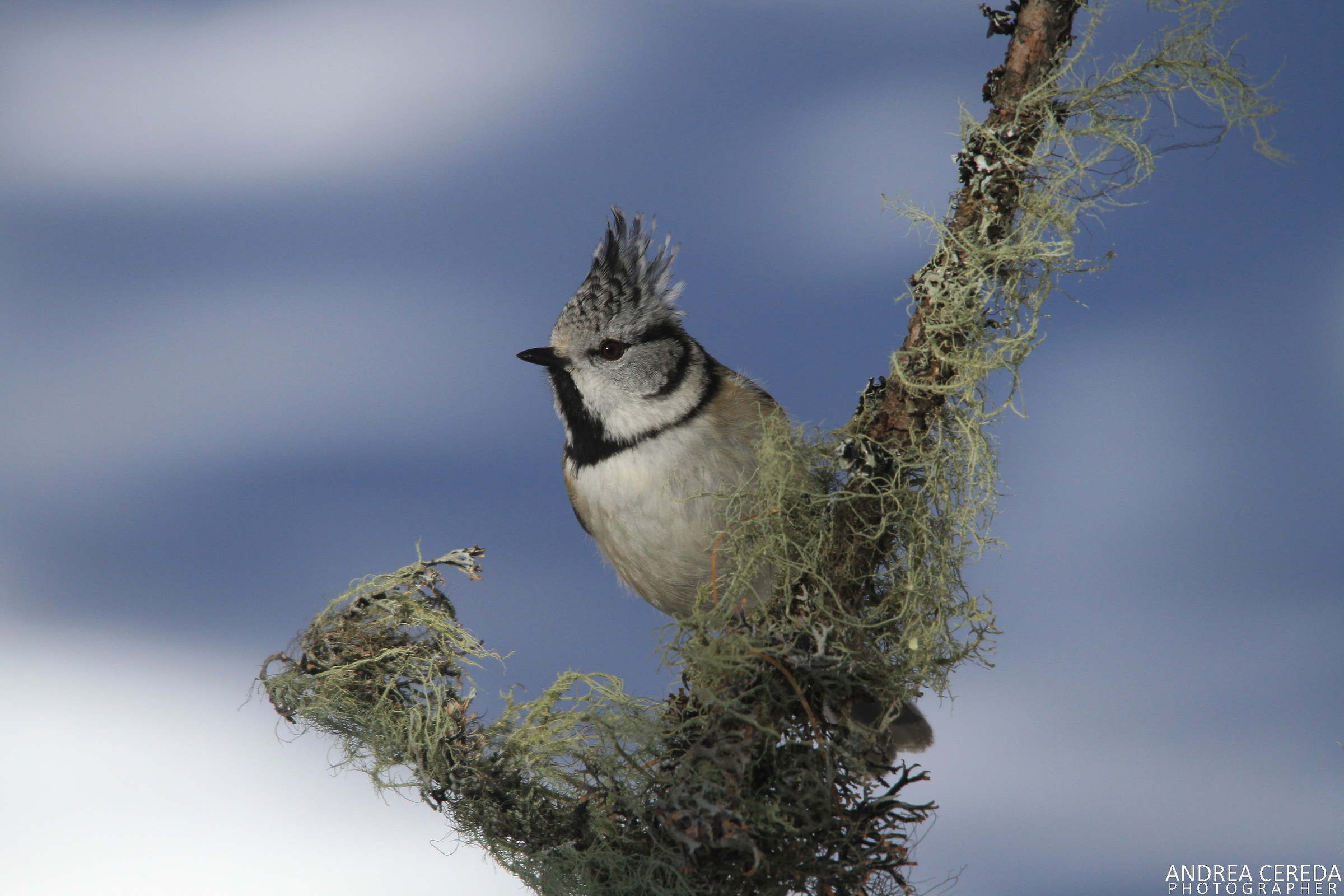 Lophophanes cristatus - Cincia dal ciuffo
