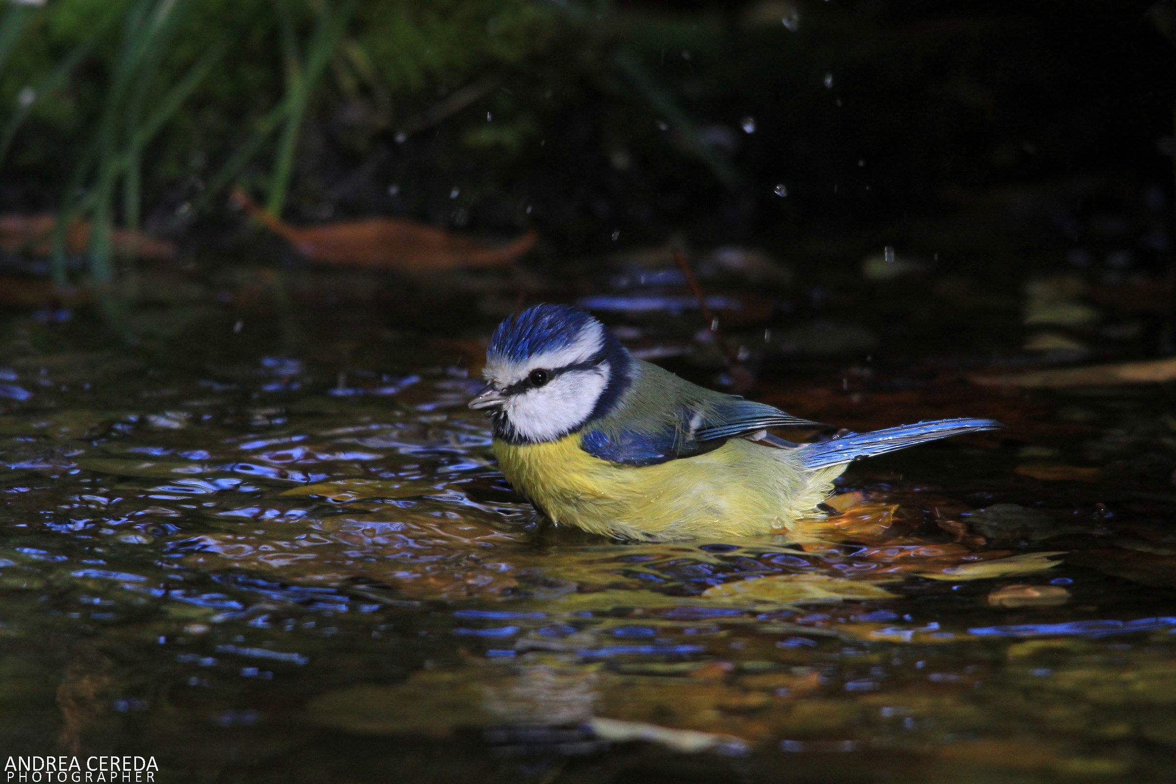 Cyanistes caeruleus - Cinciarella