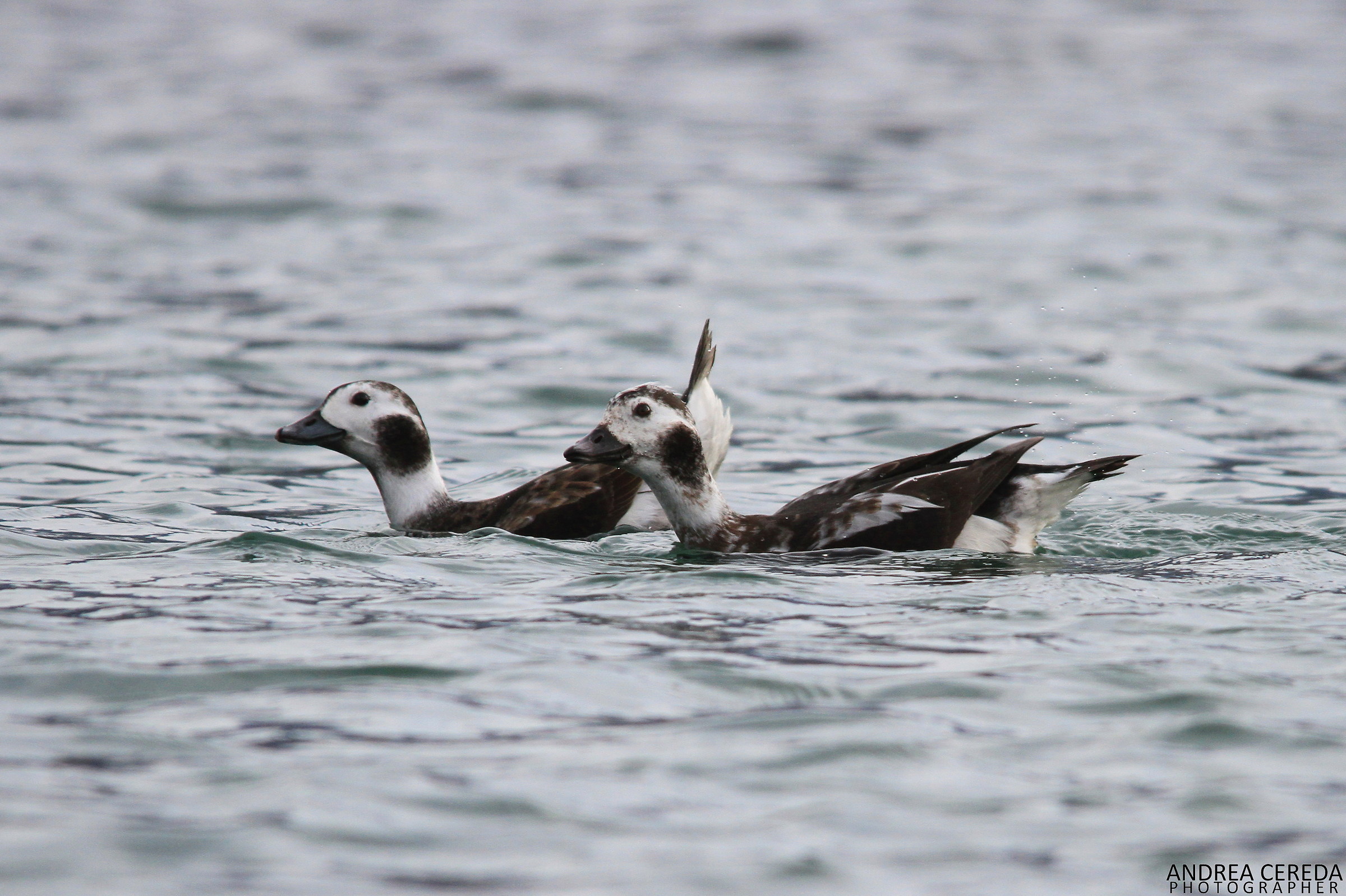 Clangula hyemalis - Morette codone