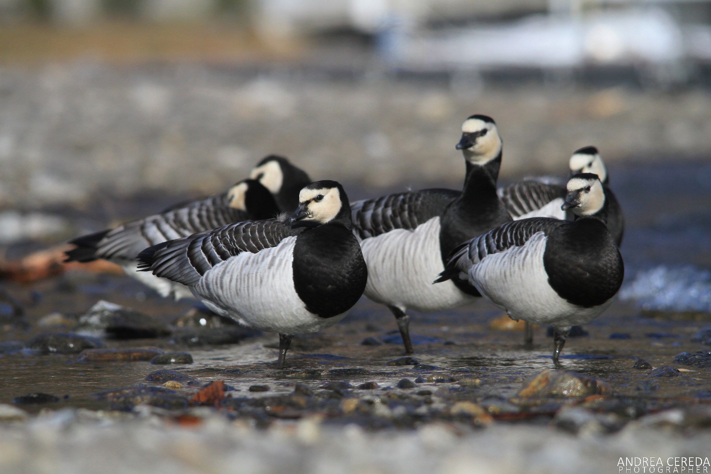 Branta leucopsis - Oche facciabianca