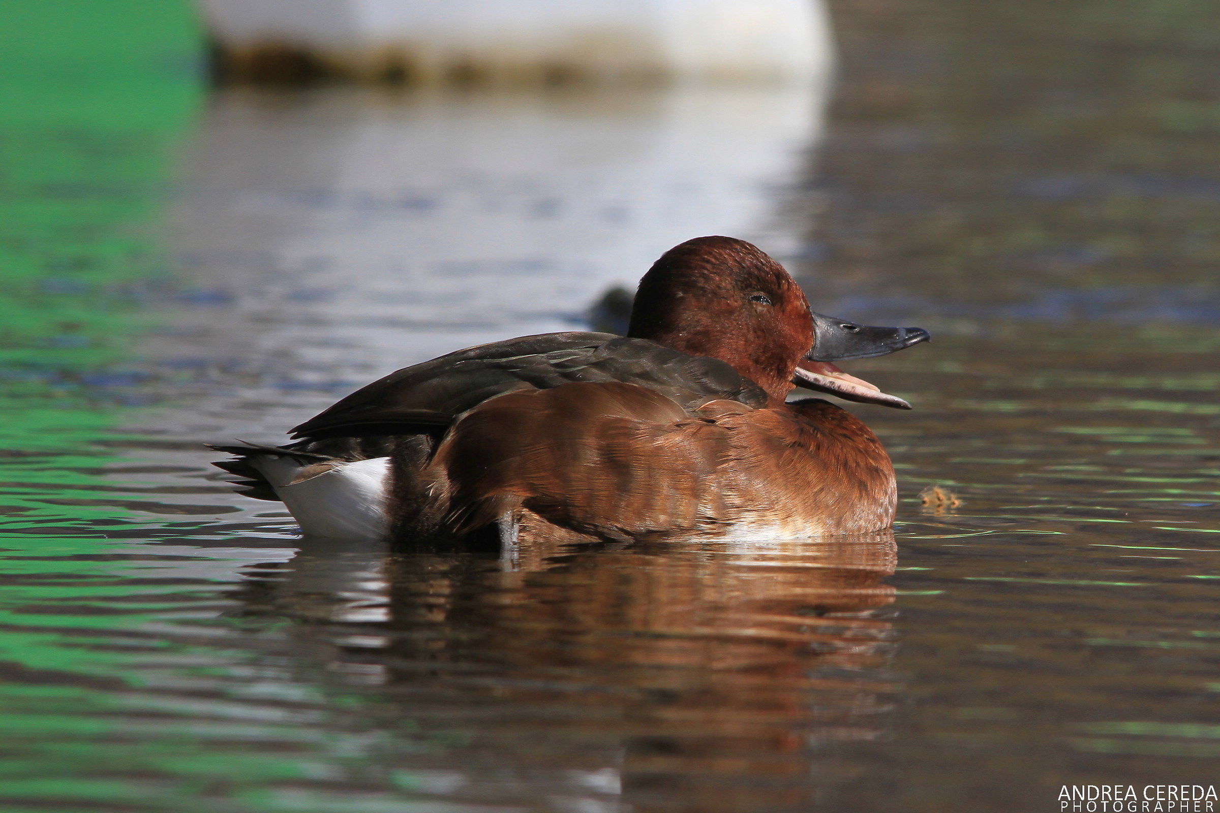 Aythya nyroca - moretta tabaccata