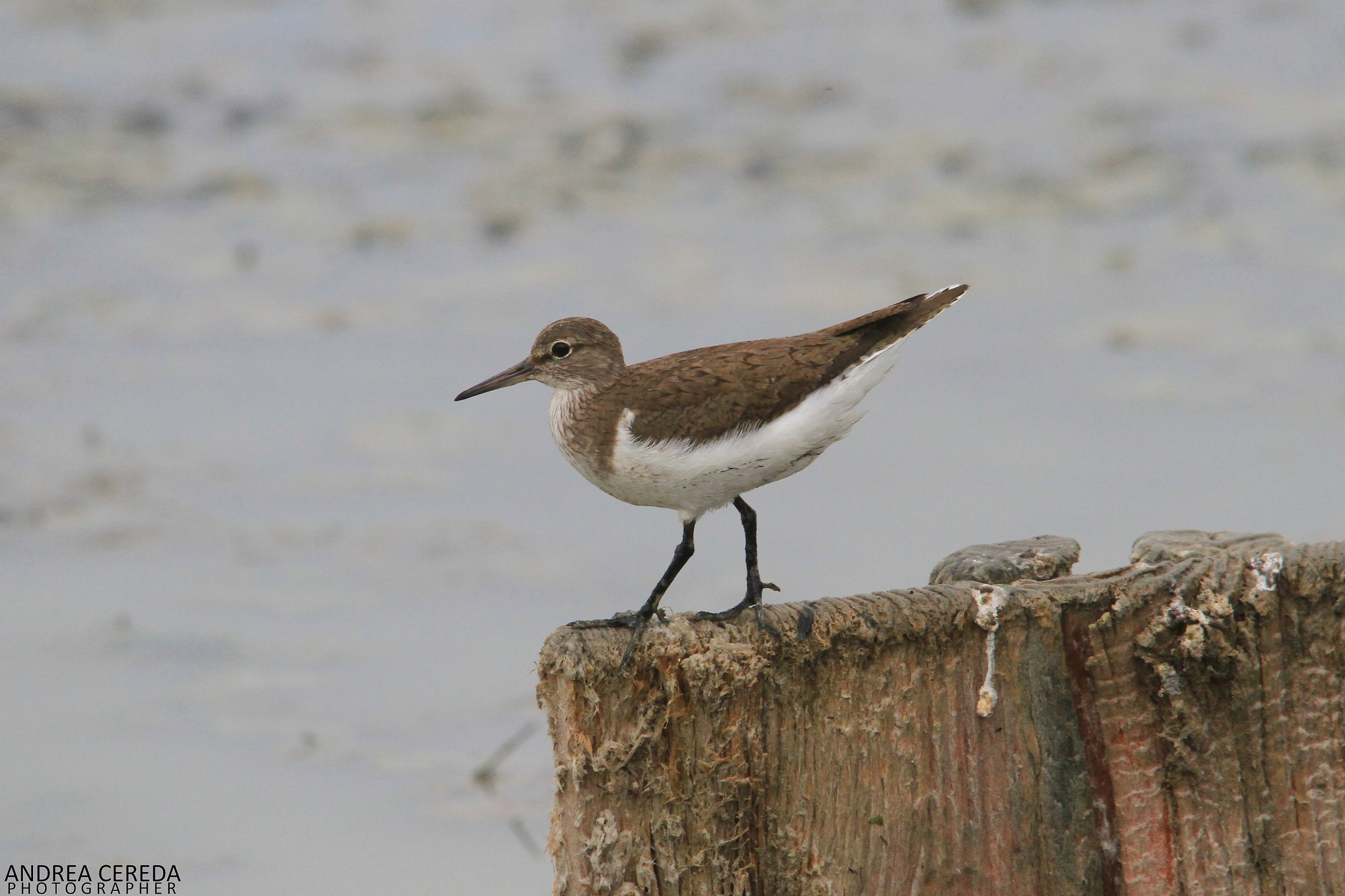 Actitis hypoleucos - Piro piro piccolo