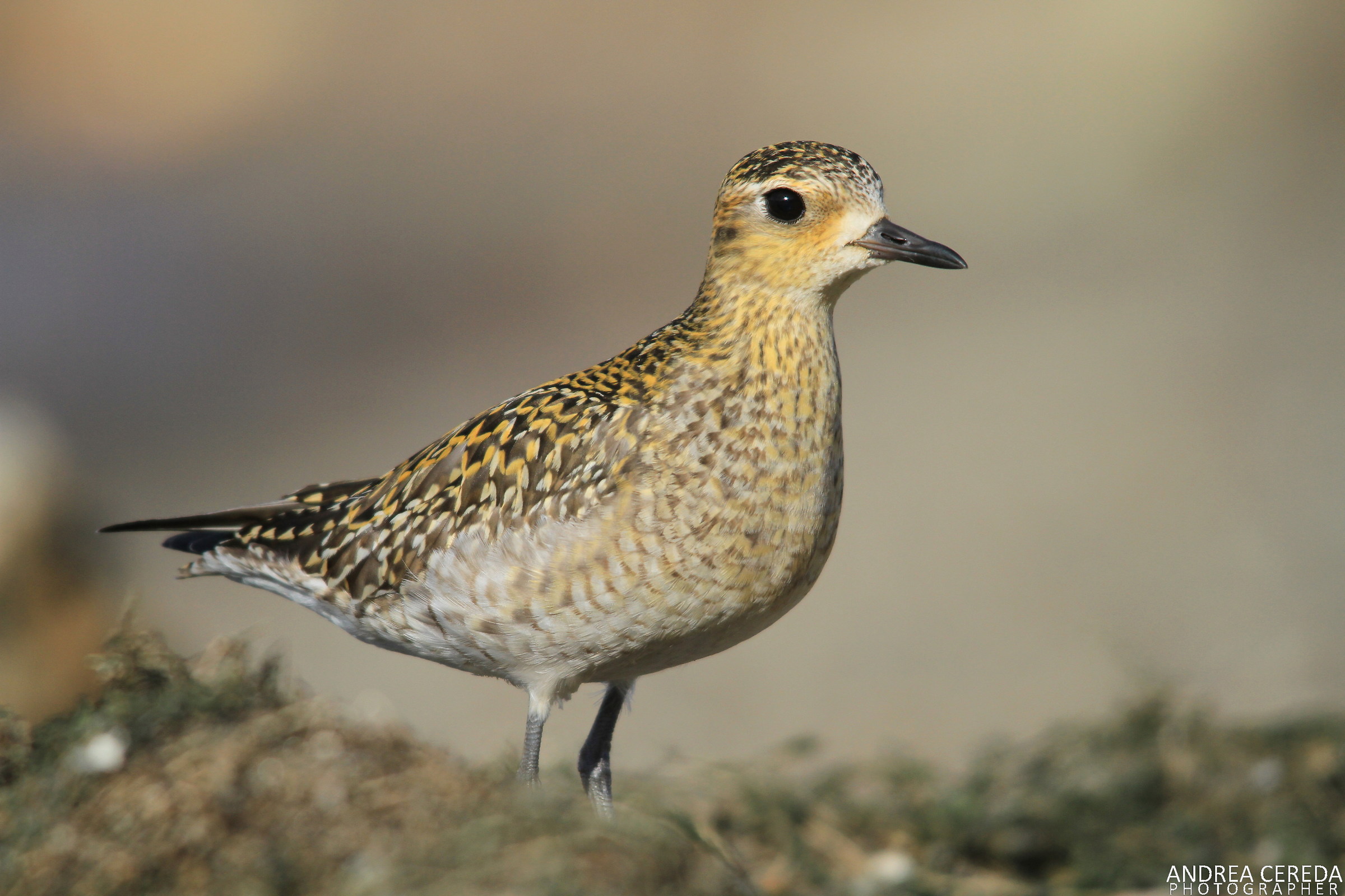 Pluvialis fulva - Eastern Pivier