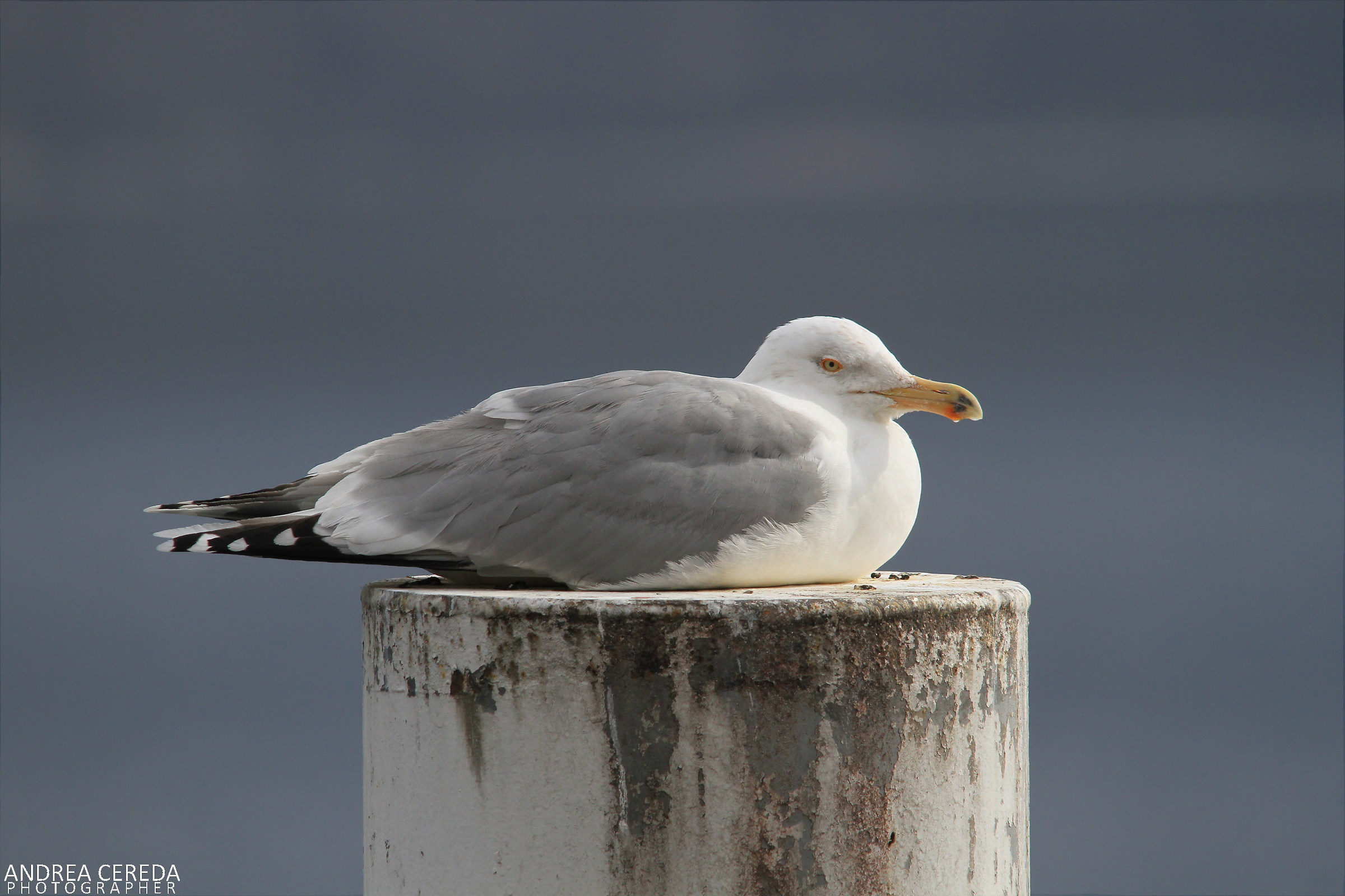 Larus argentatus - Gabbiano reale nordico