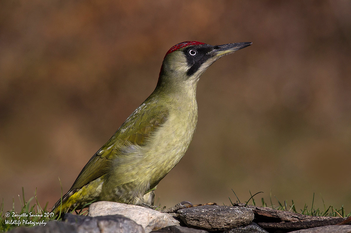 female green woodpecker