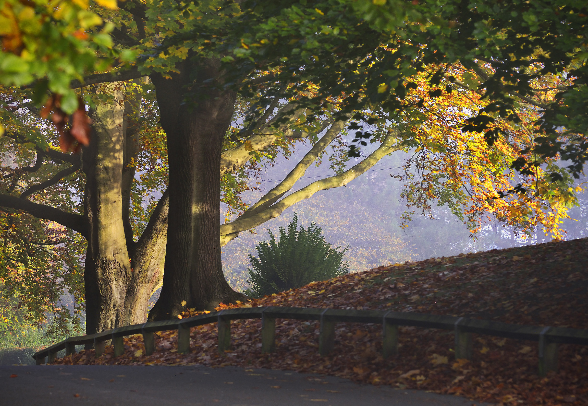 Una passeggiata nel parco...