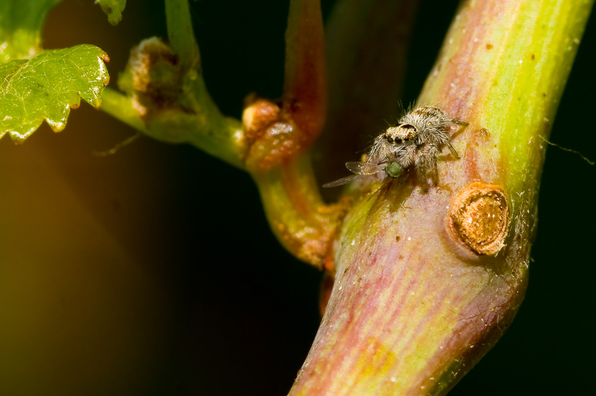 Enjoy your meal ....