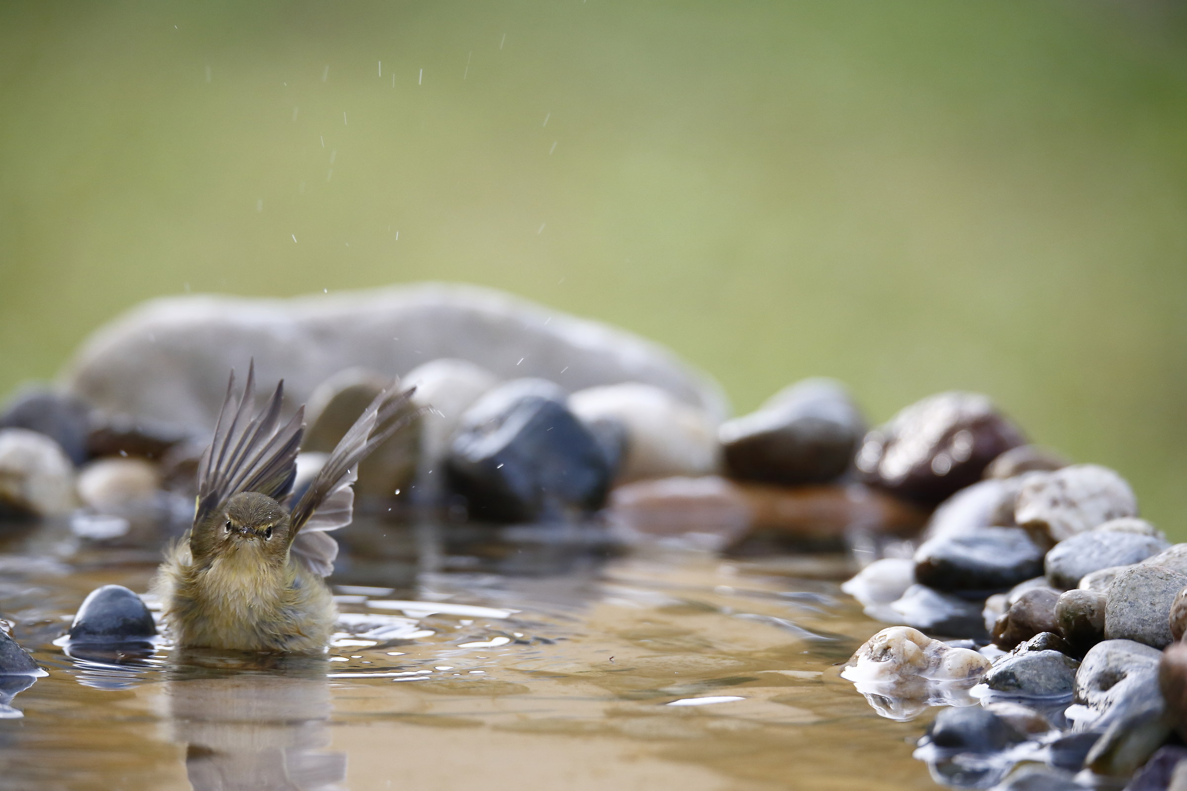 Luì piccolo fa il bagnetto