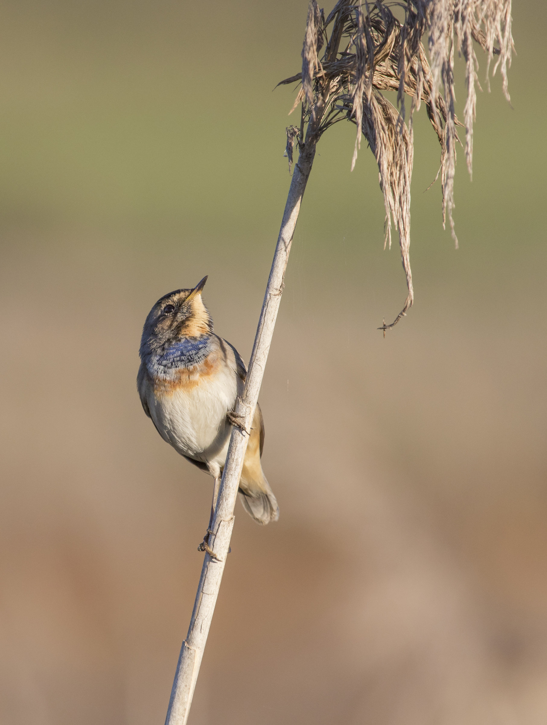 Pettazzurro - Luscinia Svecica