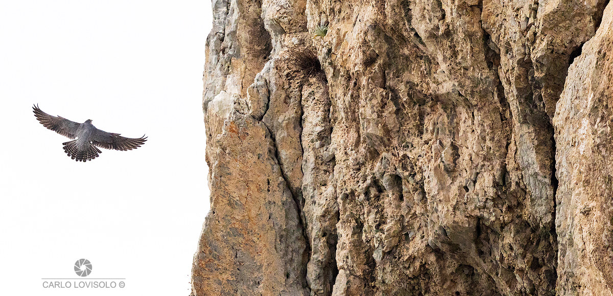 Pilgrim pilgrim braking at the cutlery