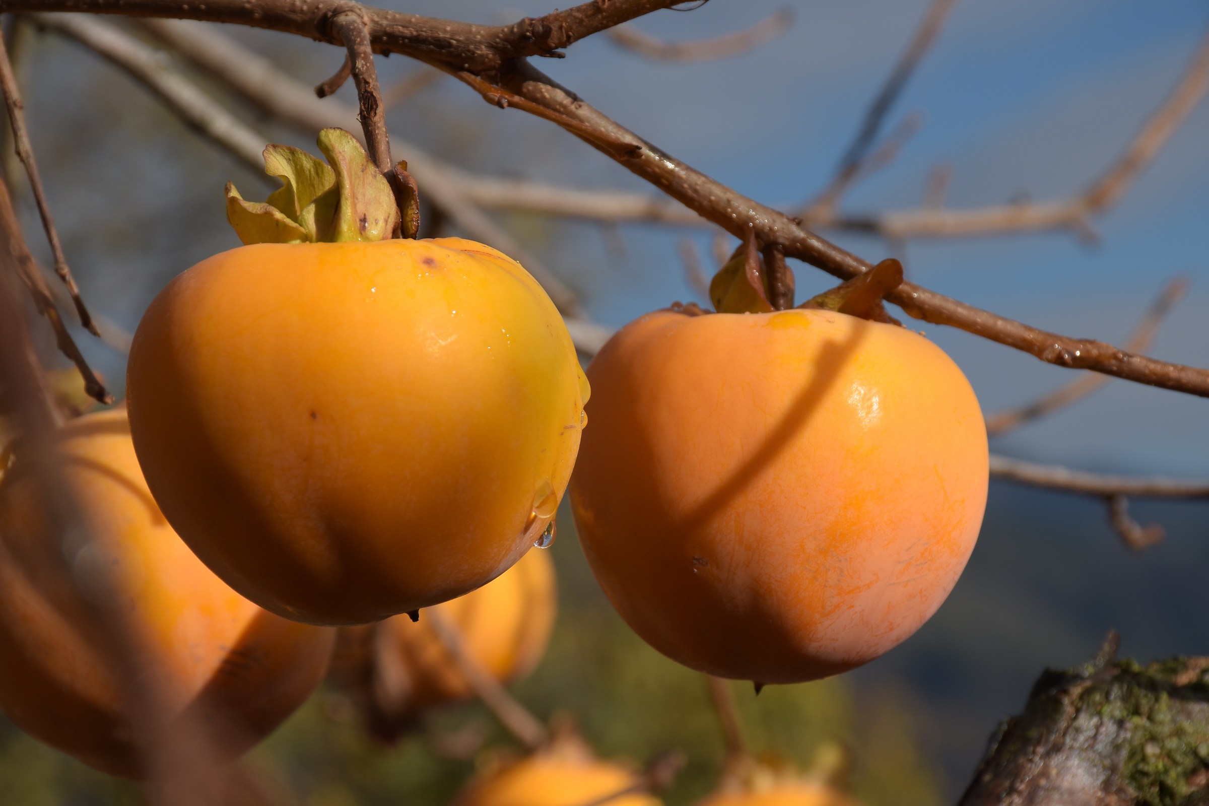 persimmon