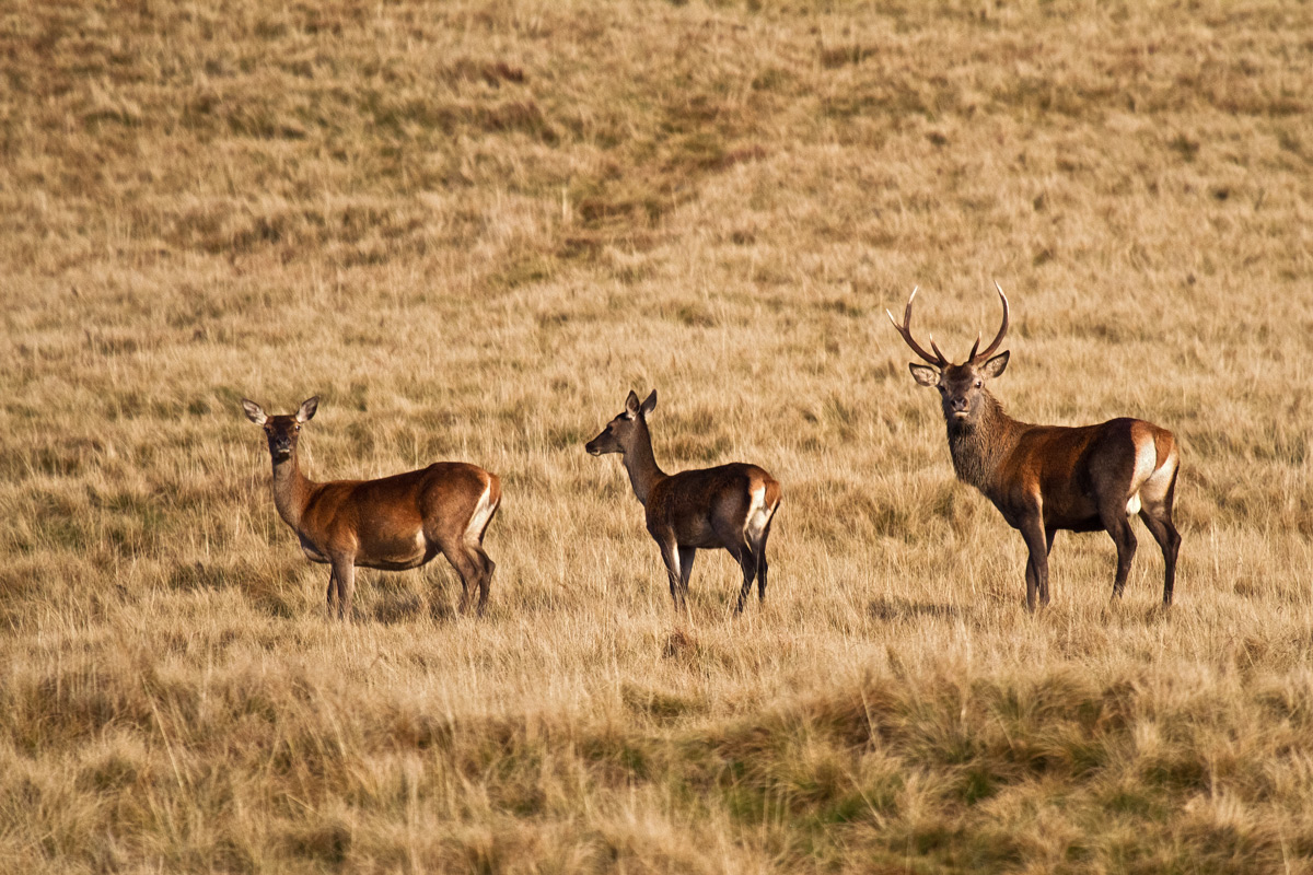 A walk with mum and dad