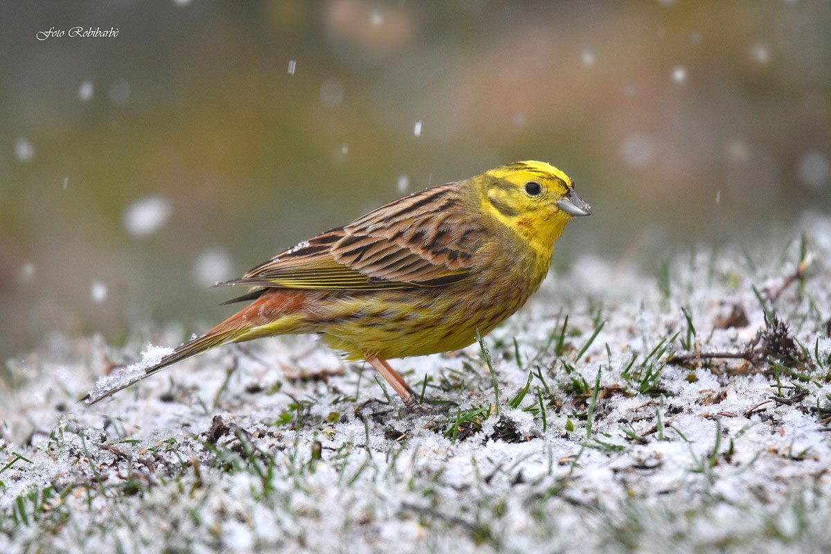 The salt on the tail ...