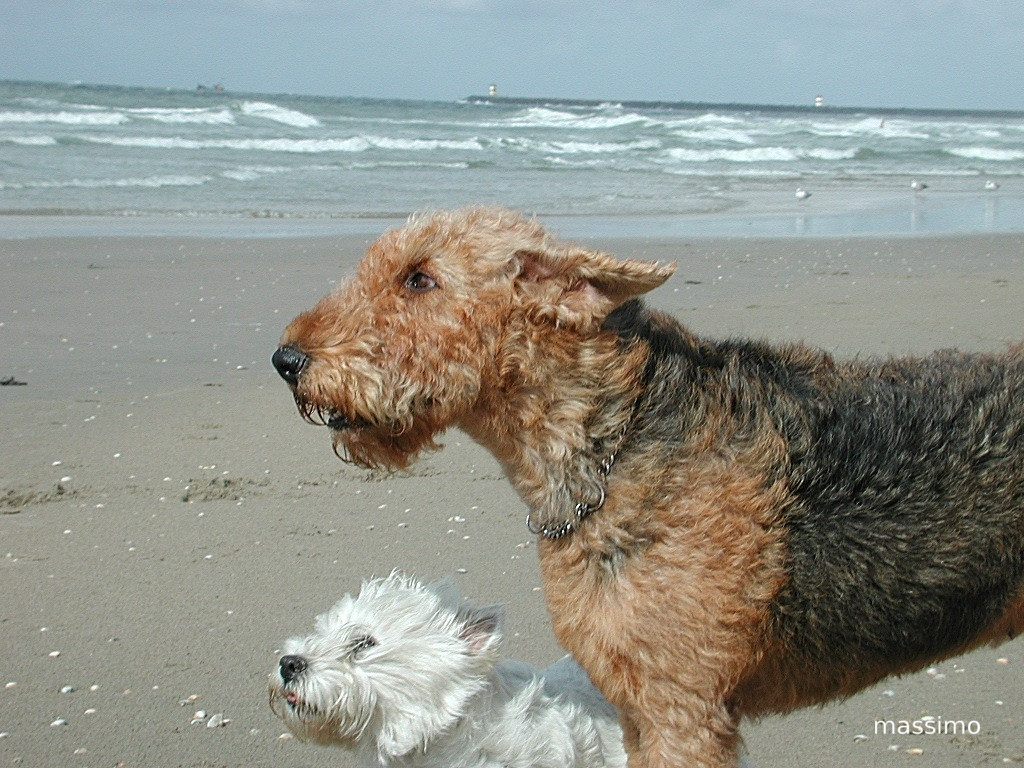il vento del mare del nord