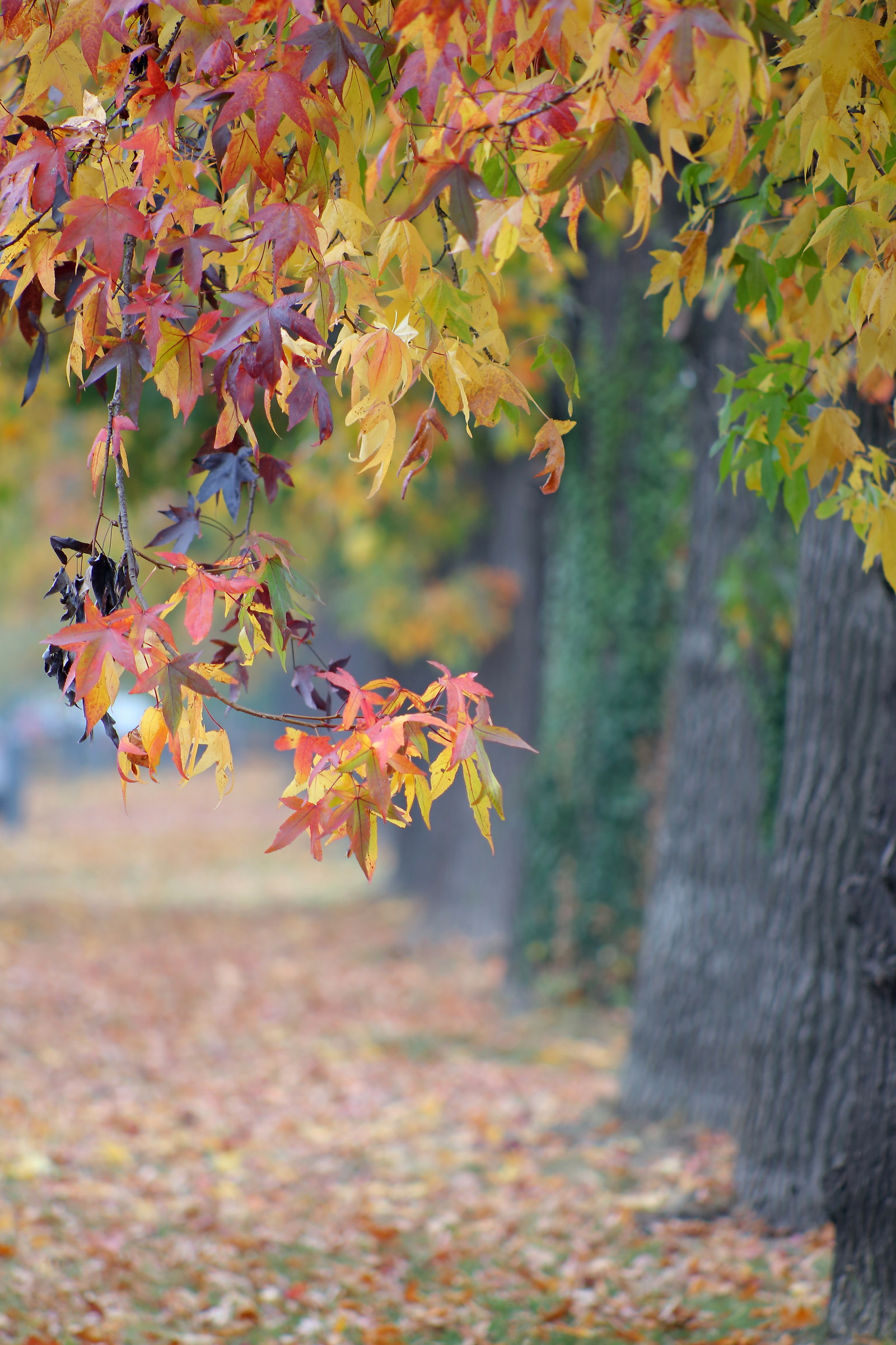 The avenue of autumn