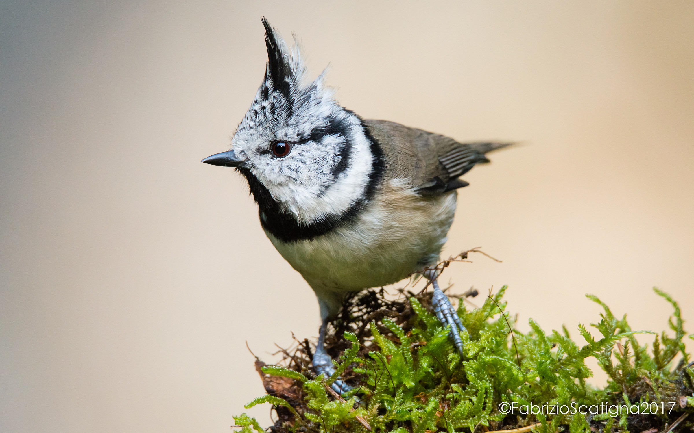 it's clinking from the clump