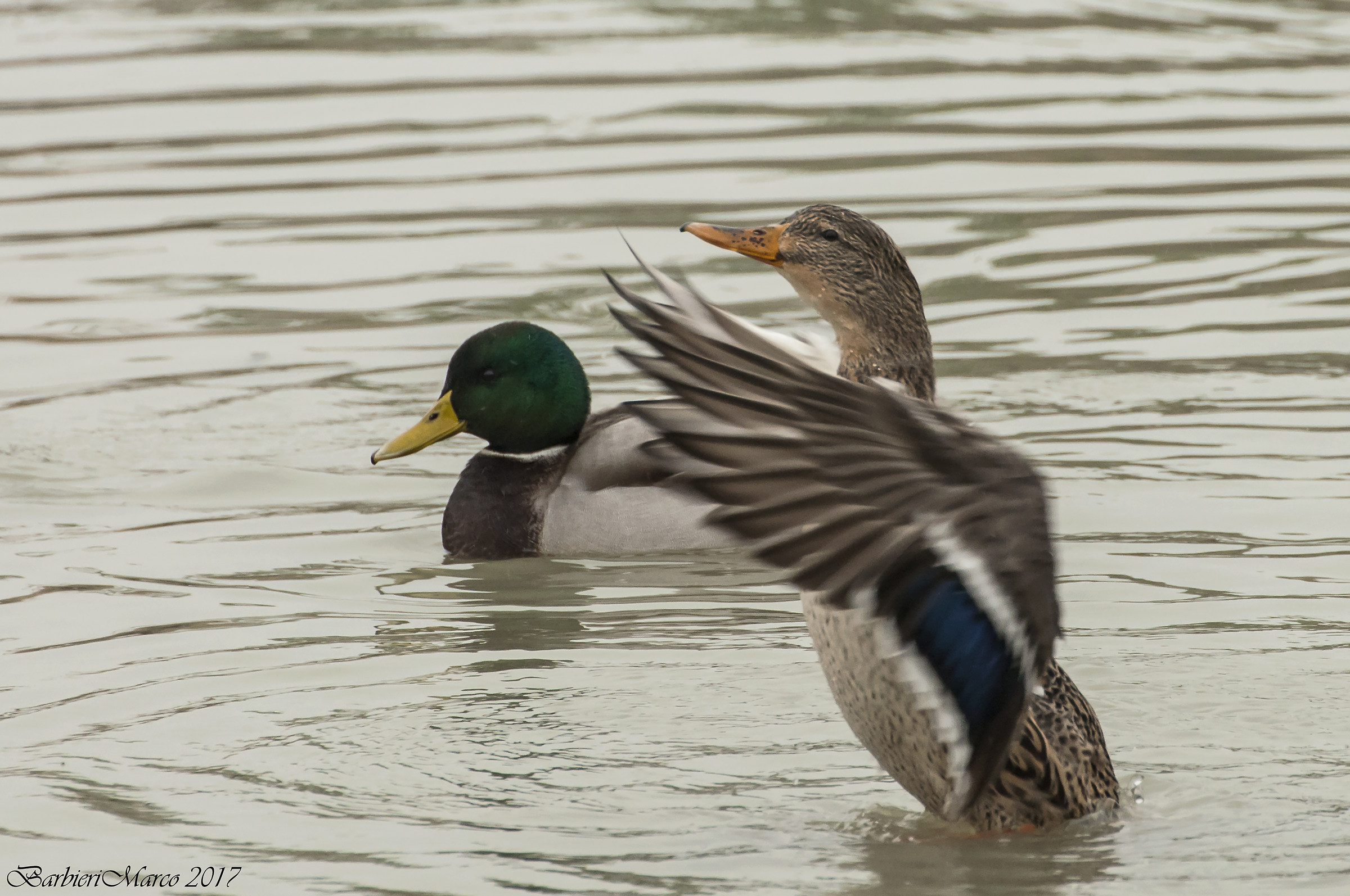 squares in the square