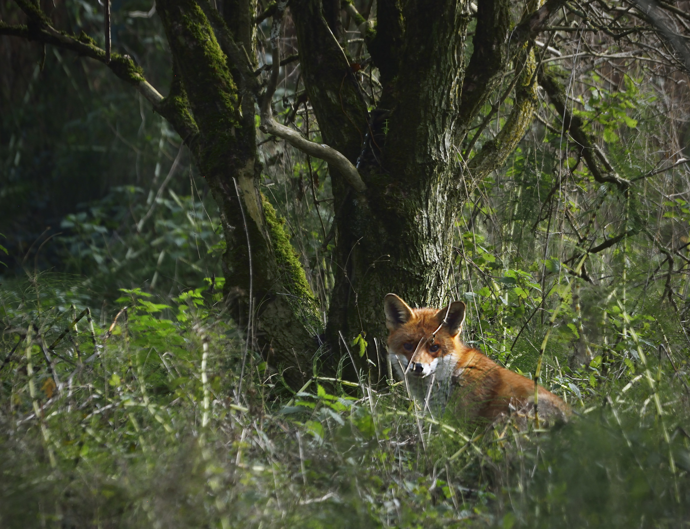 Tieni i tuoi occhi aperti - la volpe urbana a mezzogiorno!