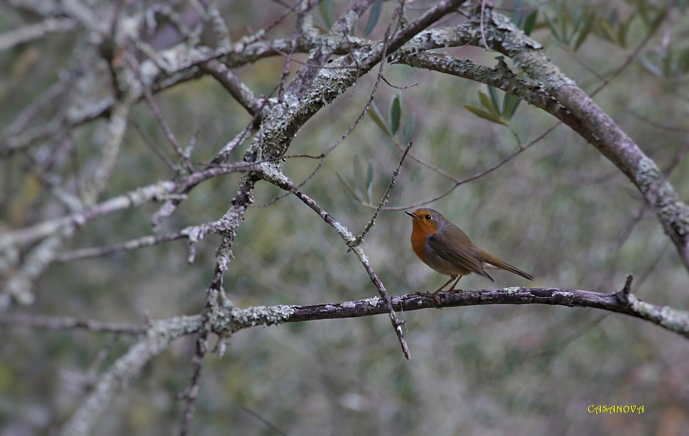 Pettirosso thoughtful