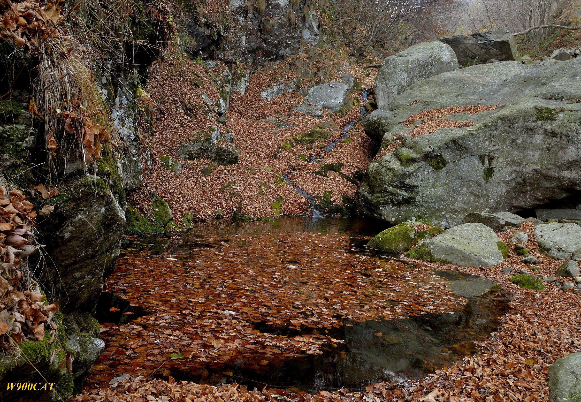 In a creek of leaves