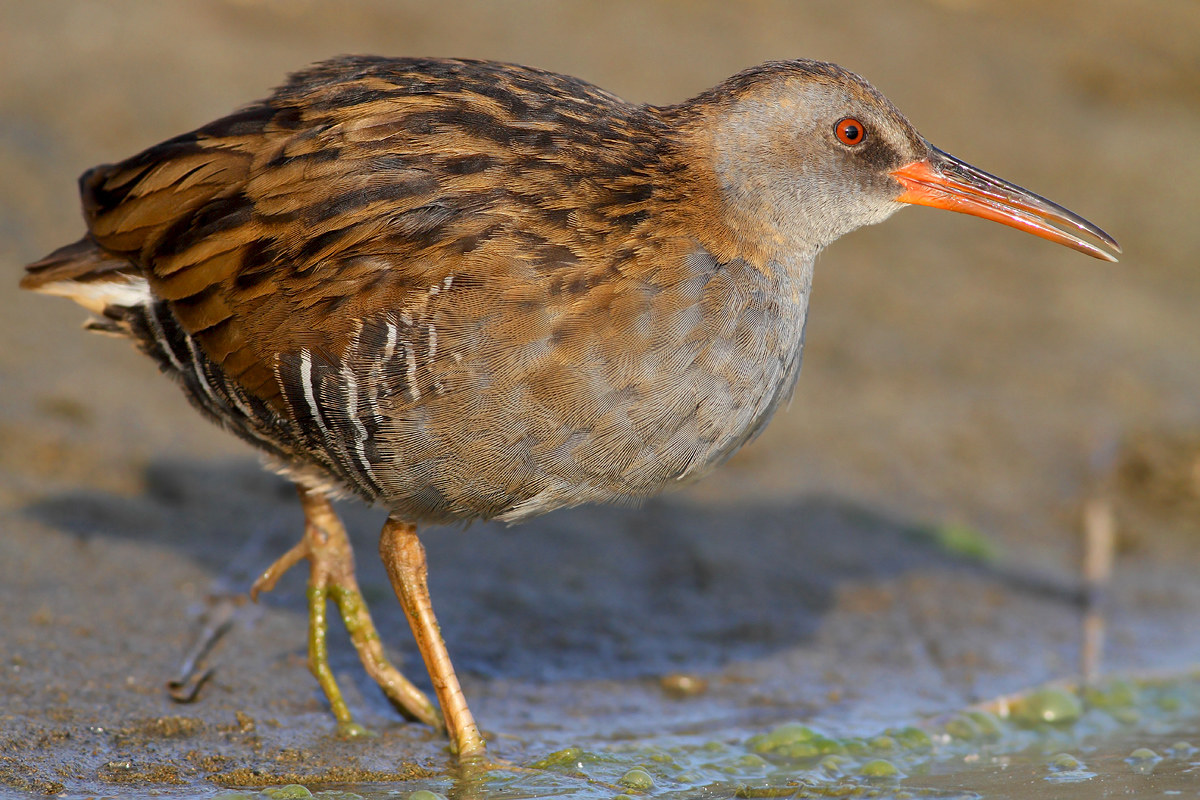 Water Rail