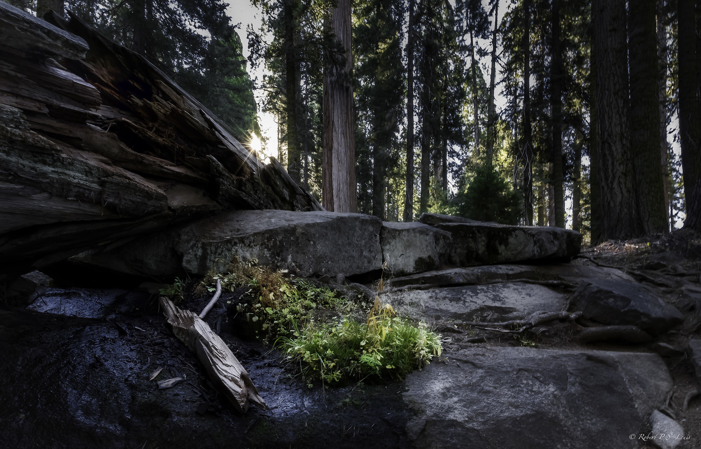 Giant Forest 2 - Sequoia NP