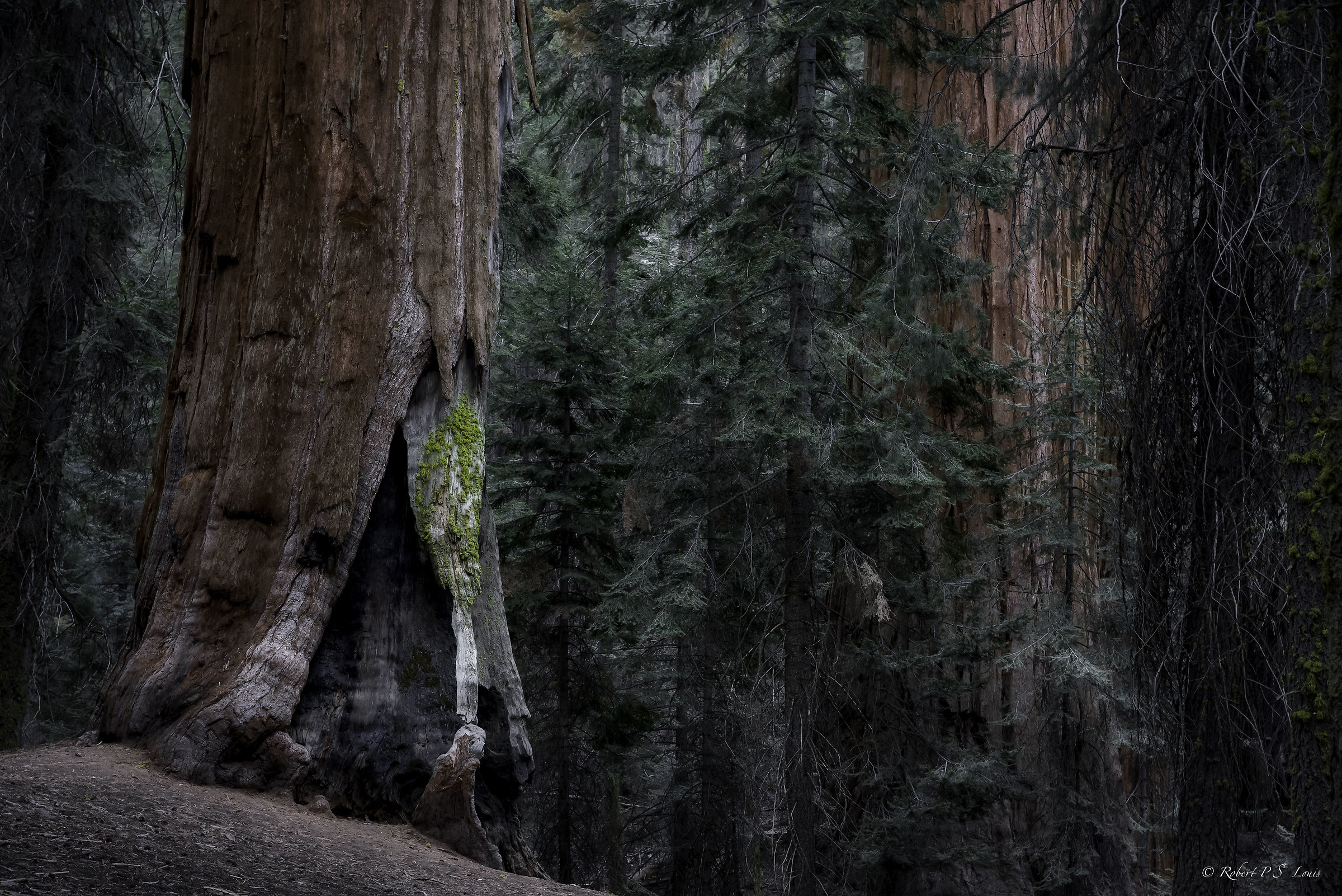 Sequoia Sentinals
