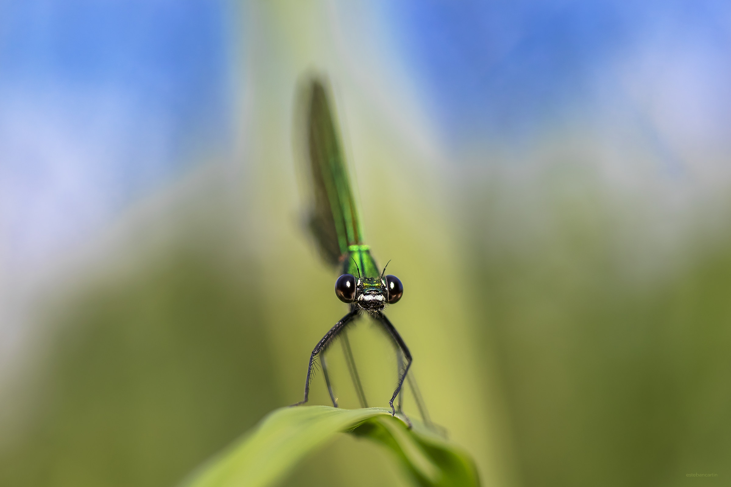 dragonfly