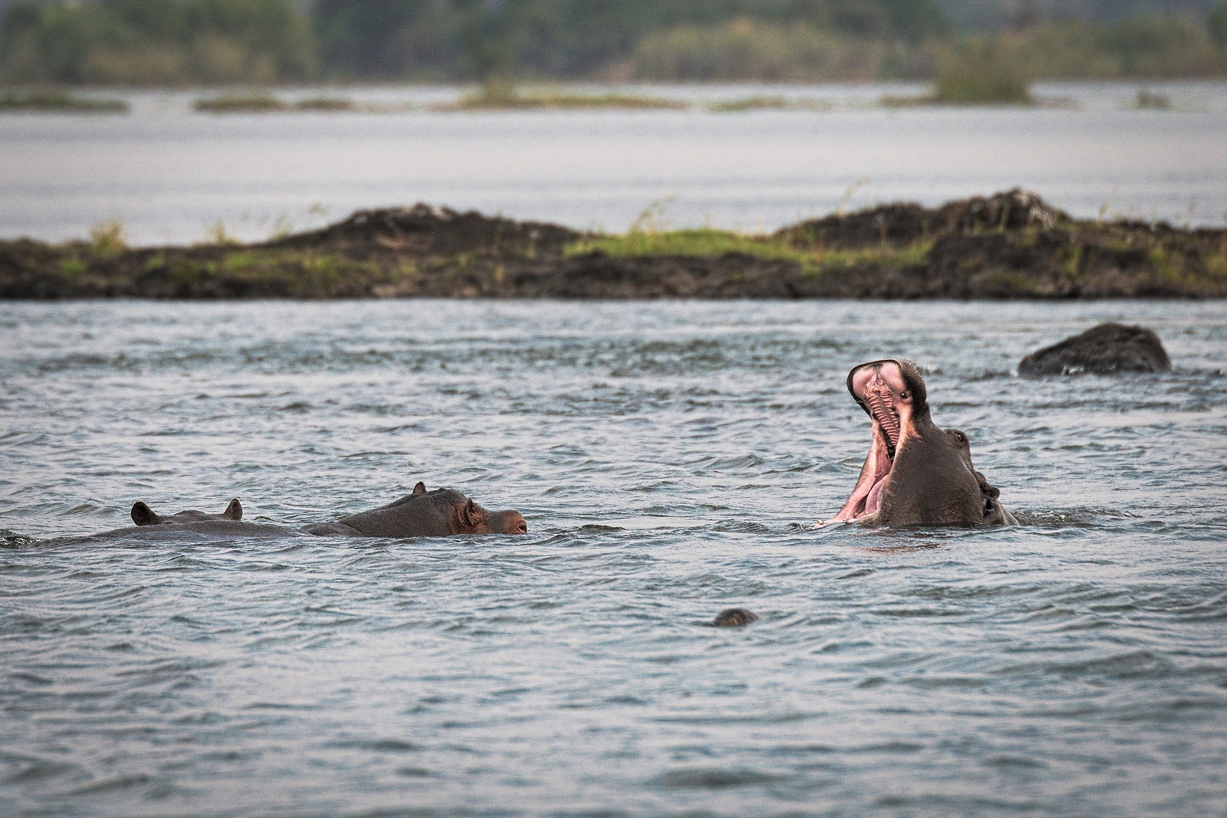 Sbadiglio dell'Ippopotamo - Zimbabwe