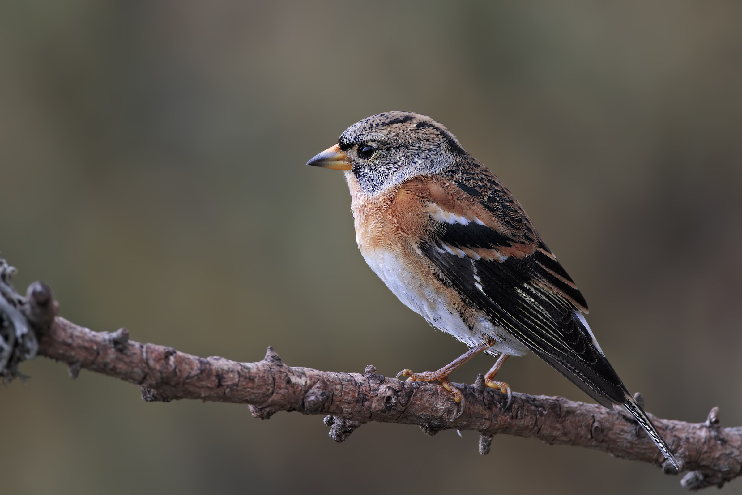 Brambling