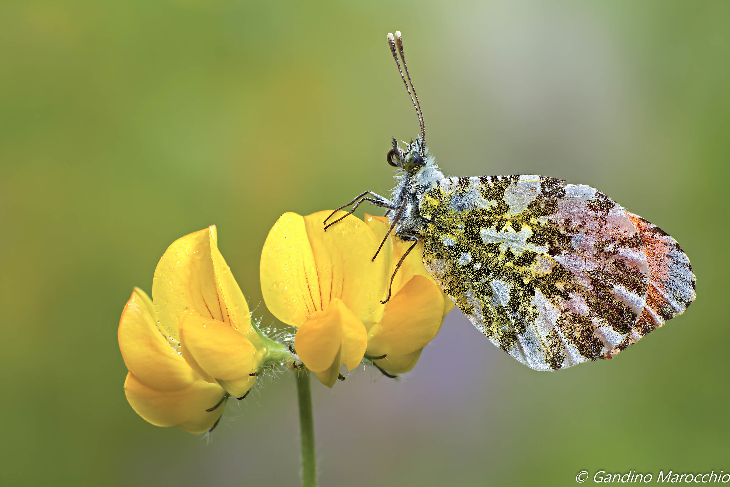 Anthocharis Cardamines