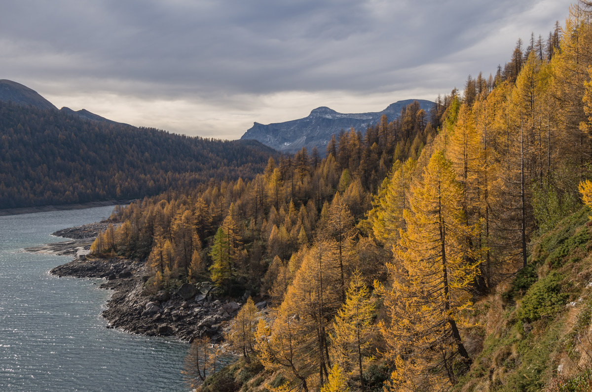 yellow and green at Devero