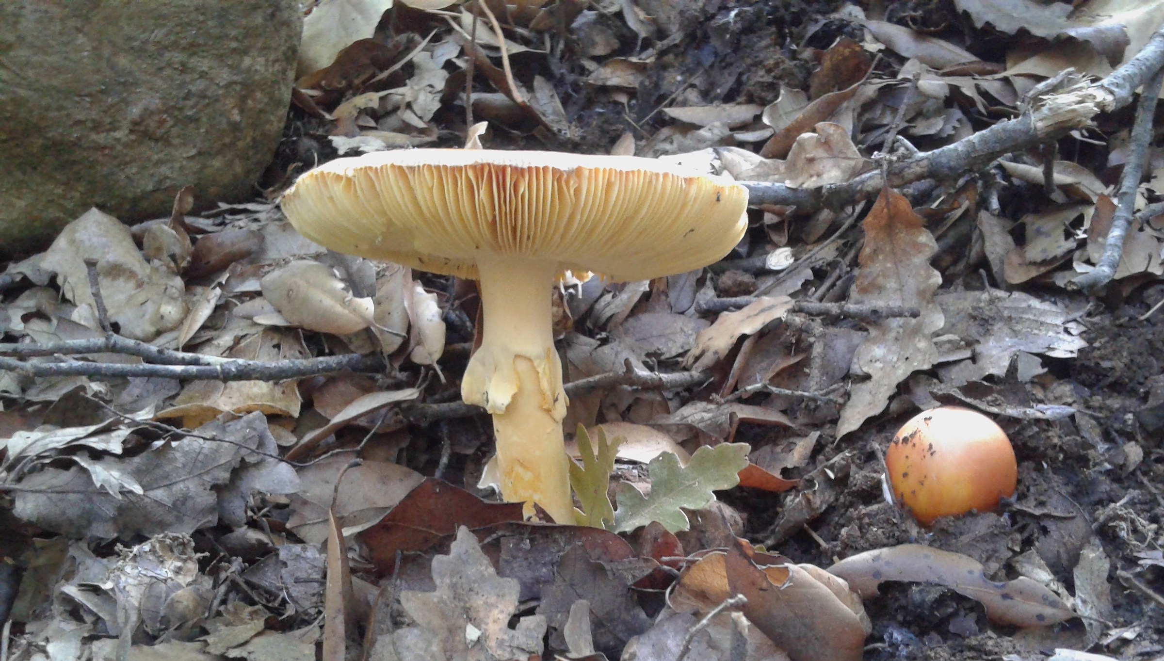 ovules said marem bark