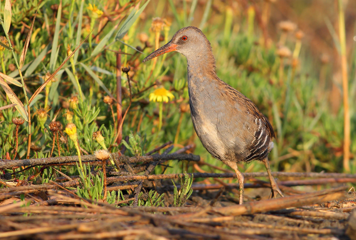 Water Rail