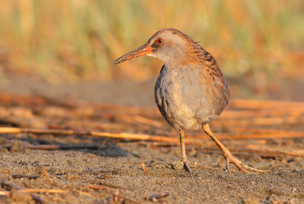 Water Rail
