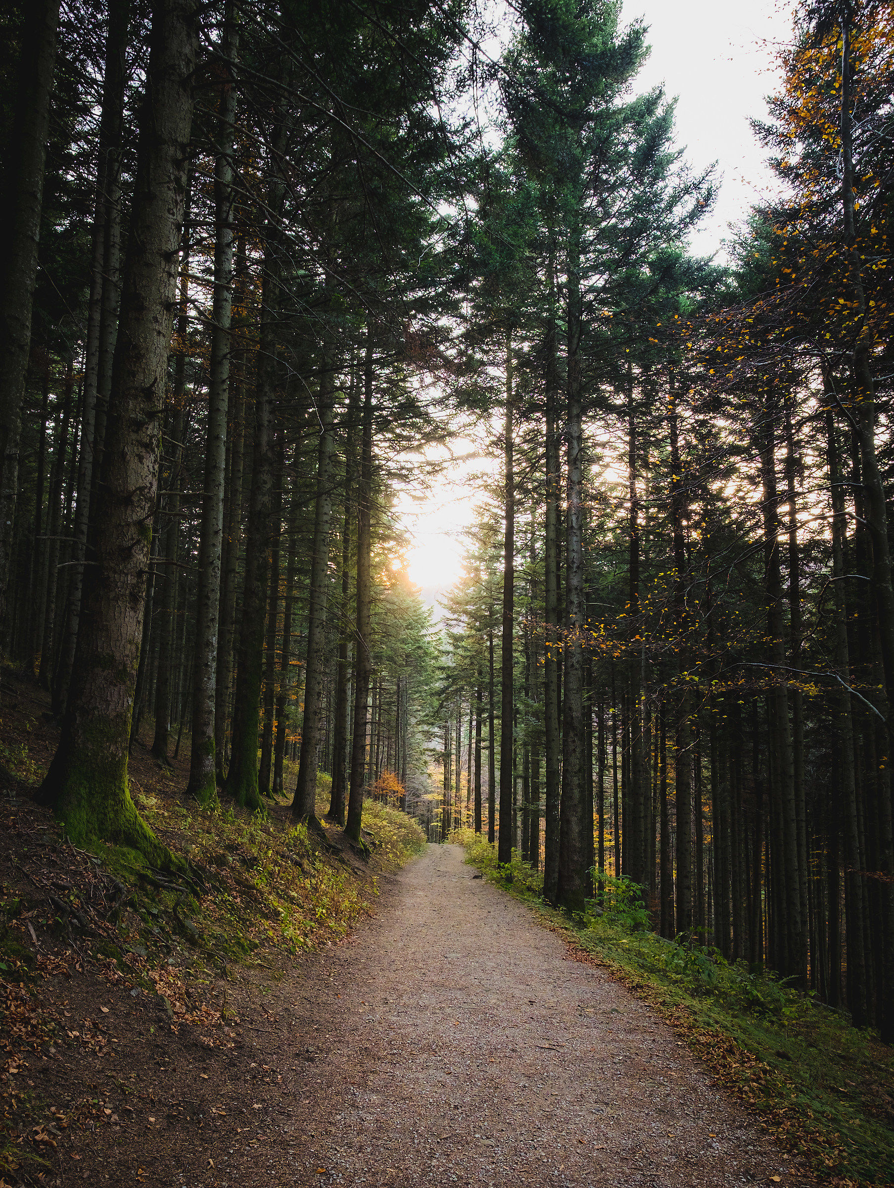Sentiero verso le cascate del Dardagna