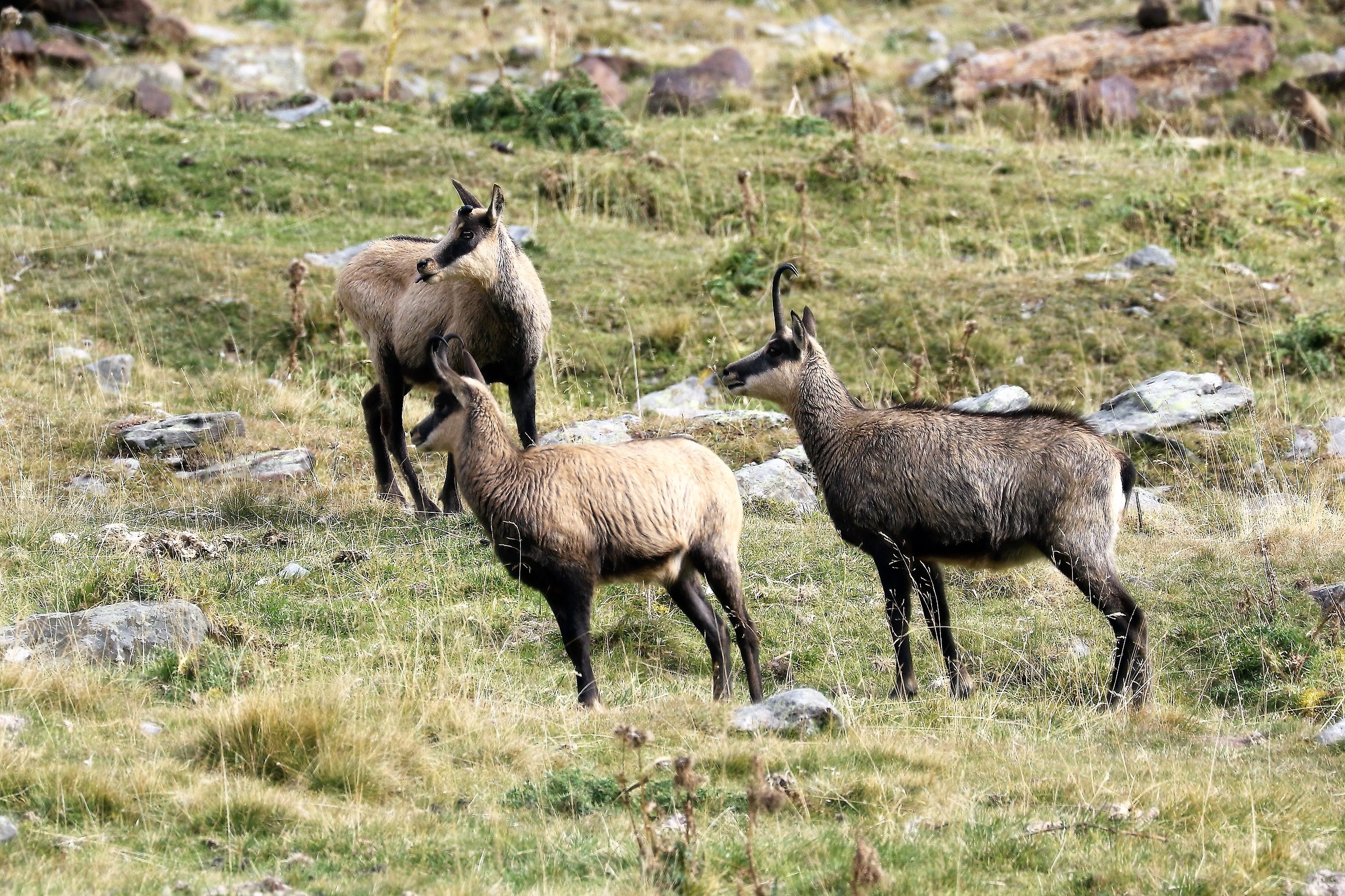 Hey .. you lost the horns!